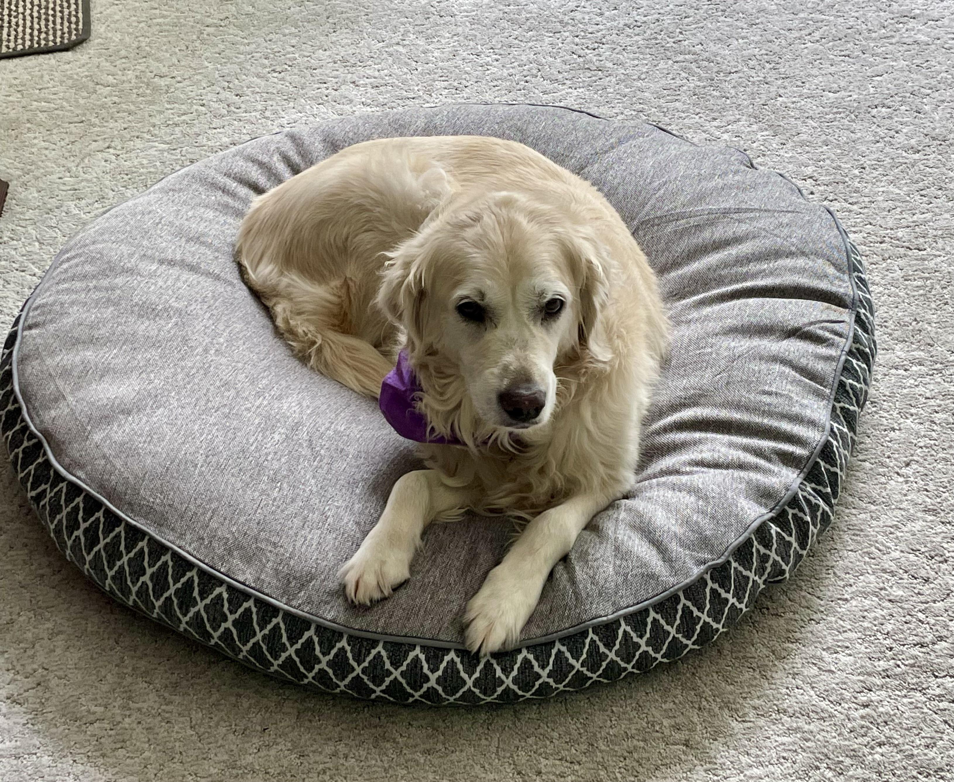 Costco dog beds are where it is at r/Costco