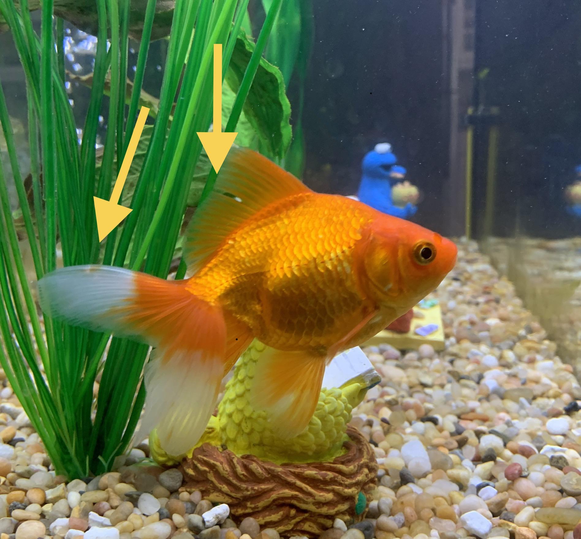 White spot/growth developing on Dorothy’s tailfin. Any ideas what it