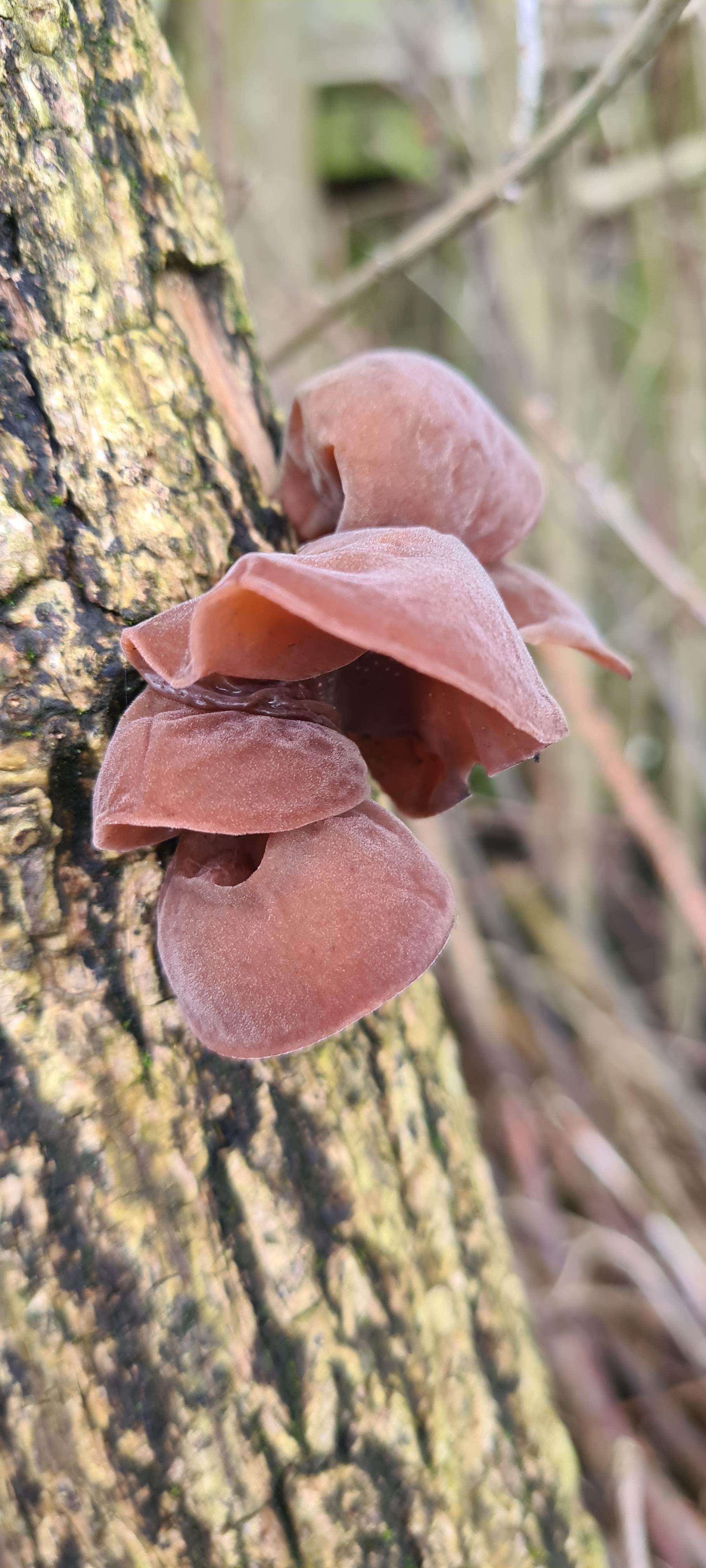 Woodear, jellyear or treeear mushrooms. These are the fruiting
