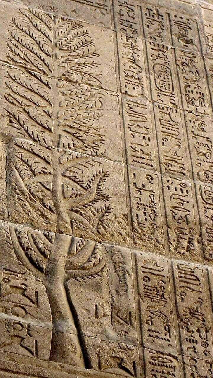 The Sycamore in ancient Egypt. OutoftheTombs