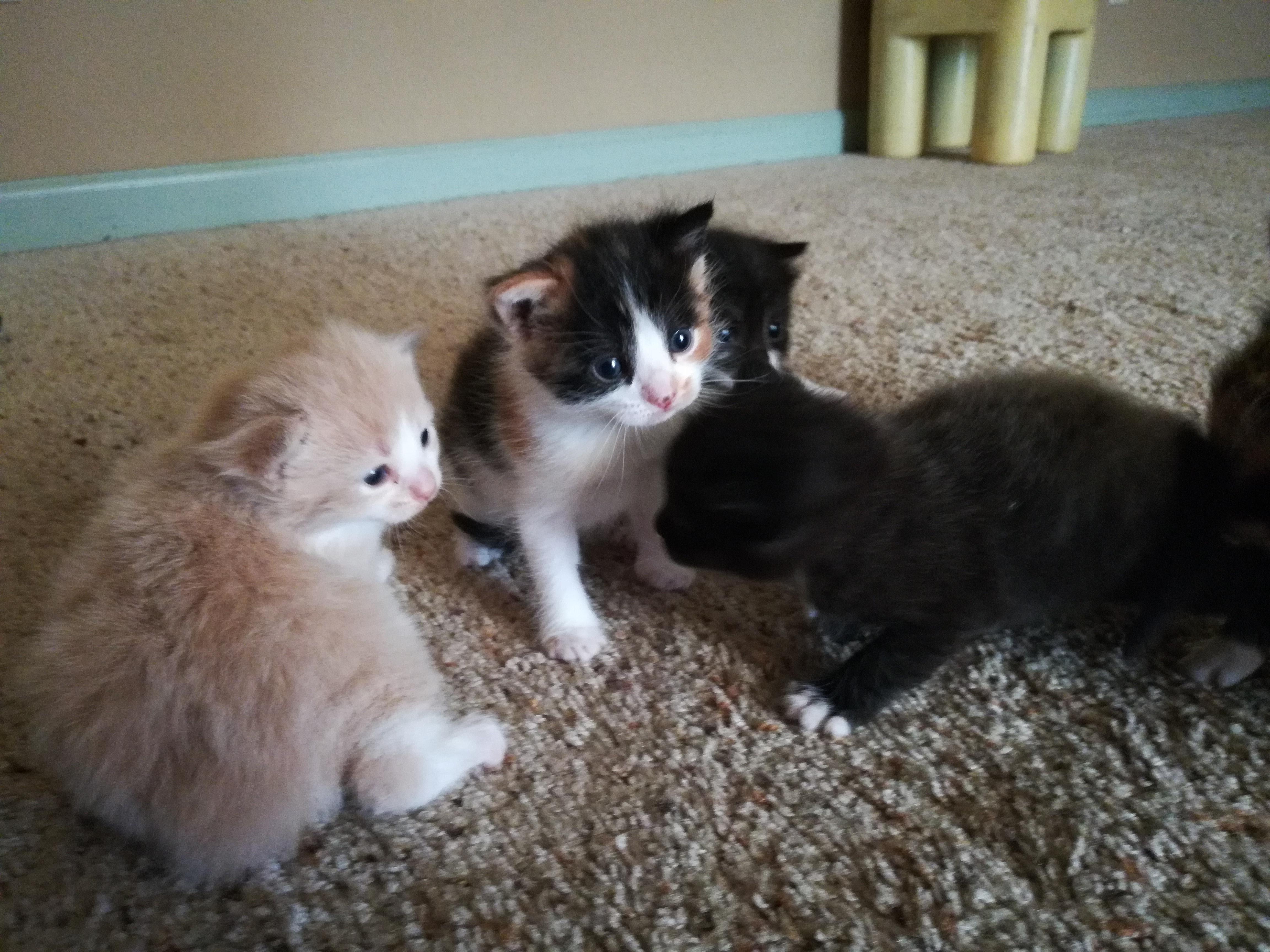 All kittens 3 weeks old today. Still need names 😺 r/kittens