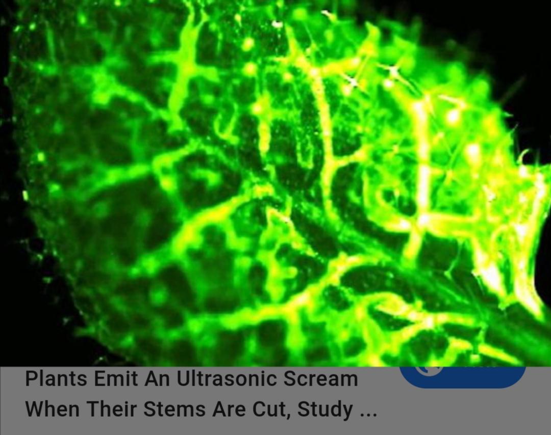 So plants scream, if so vegans lost the battle (perhaps?) r/AntiVegan