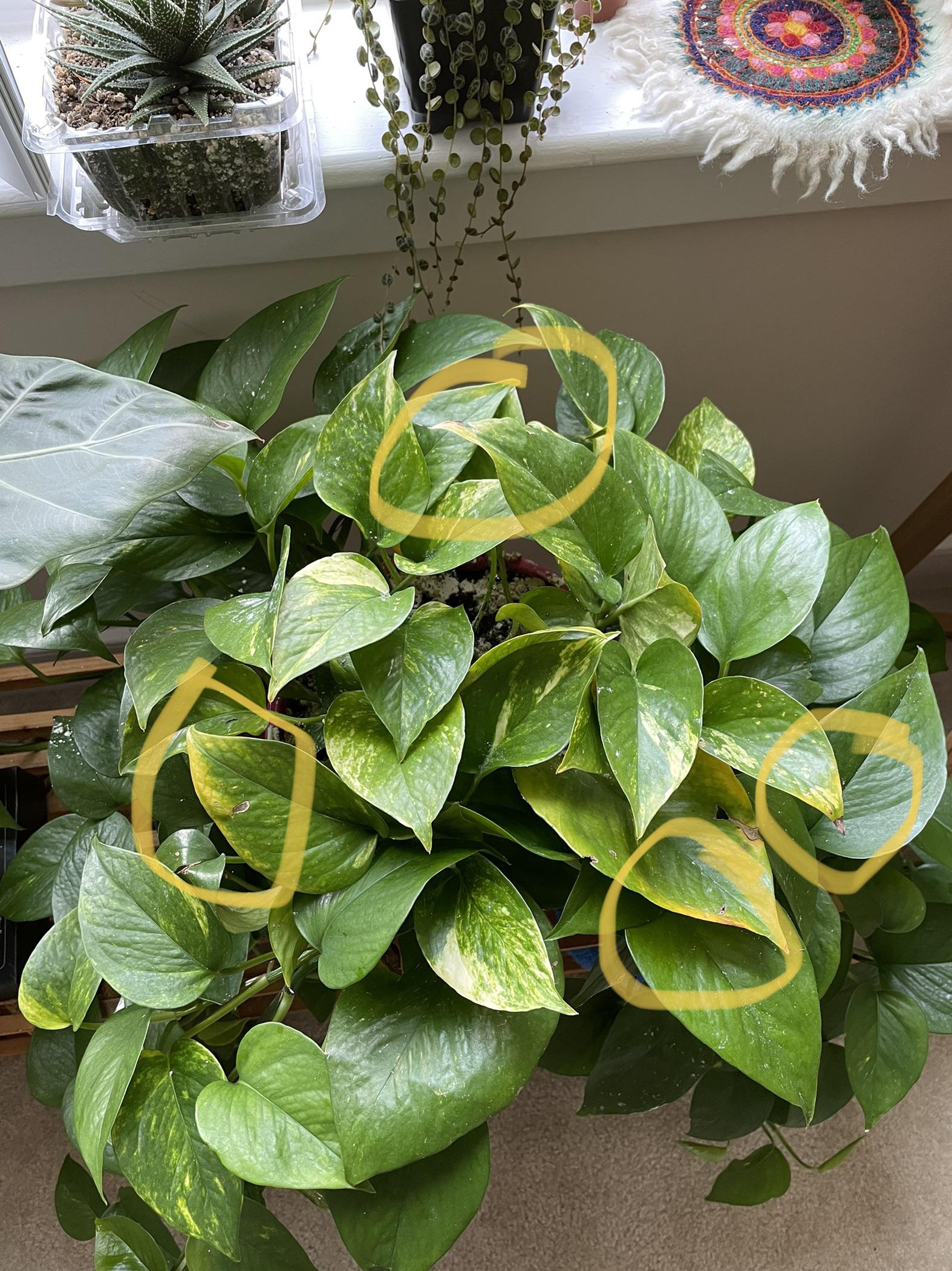 Pothos top leaves yellowing. There were 56 leaves (not shown) that I