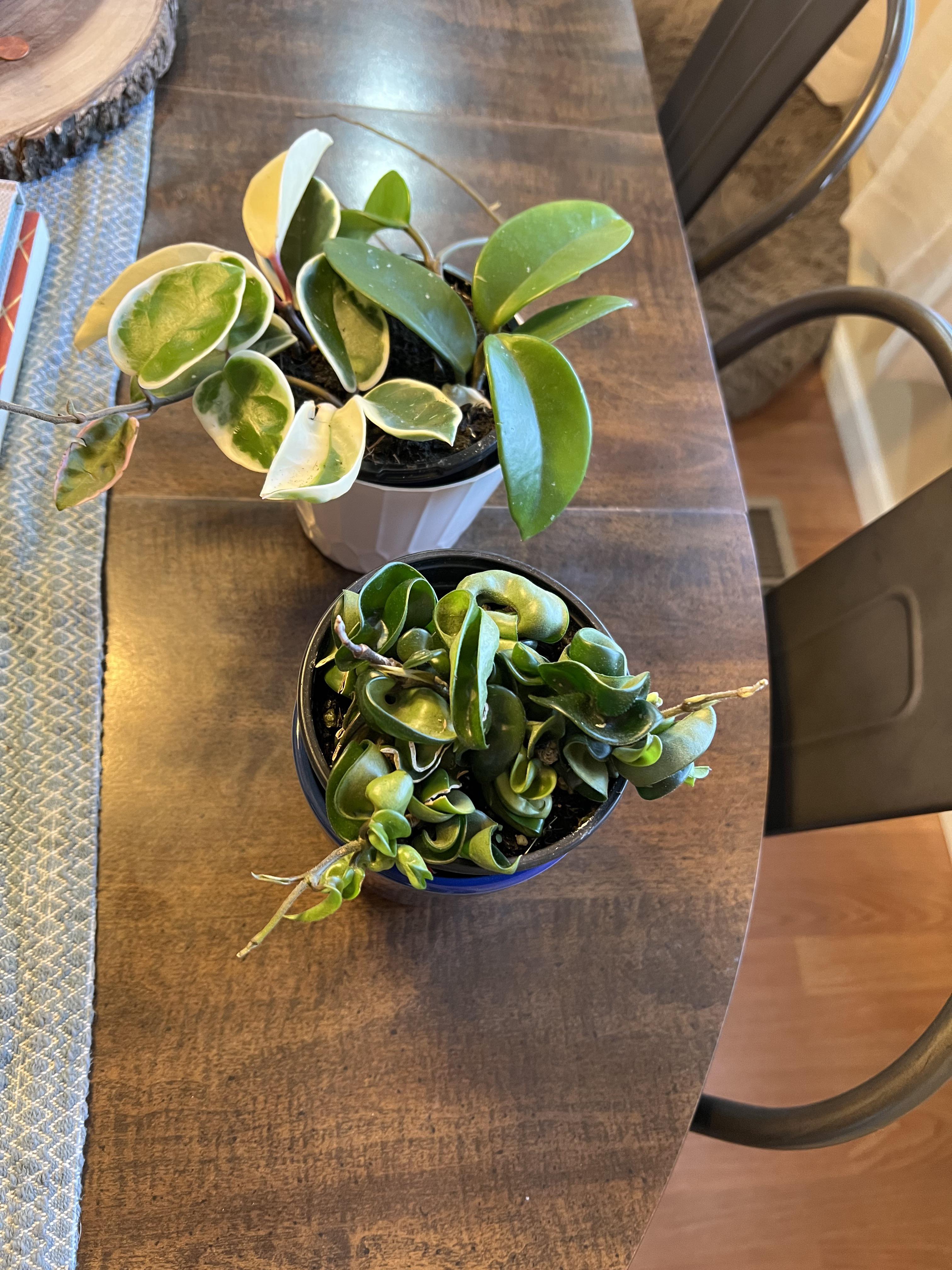 Found these two at Home Depot for 7 each 😍 my Obovata now has other Hoya friends! r/hoyas