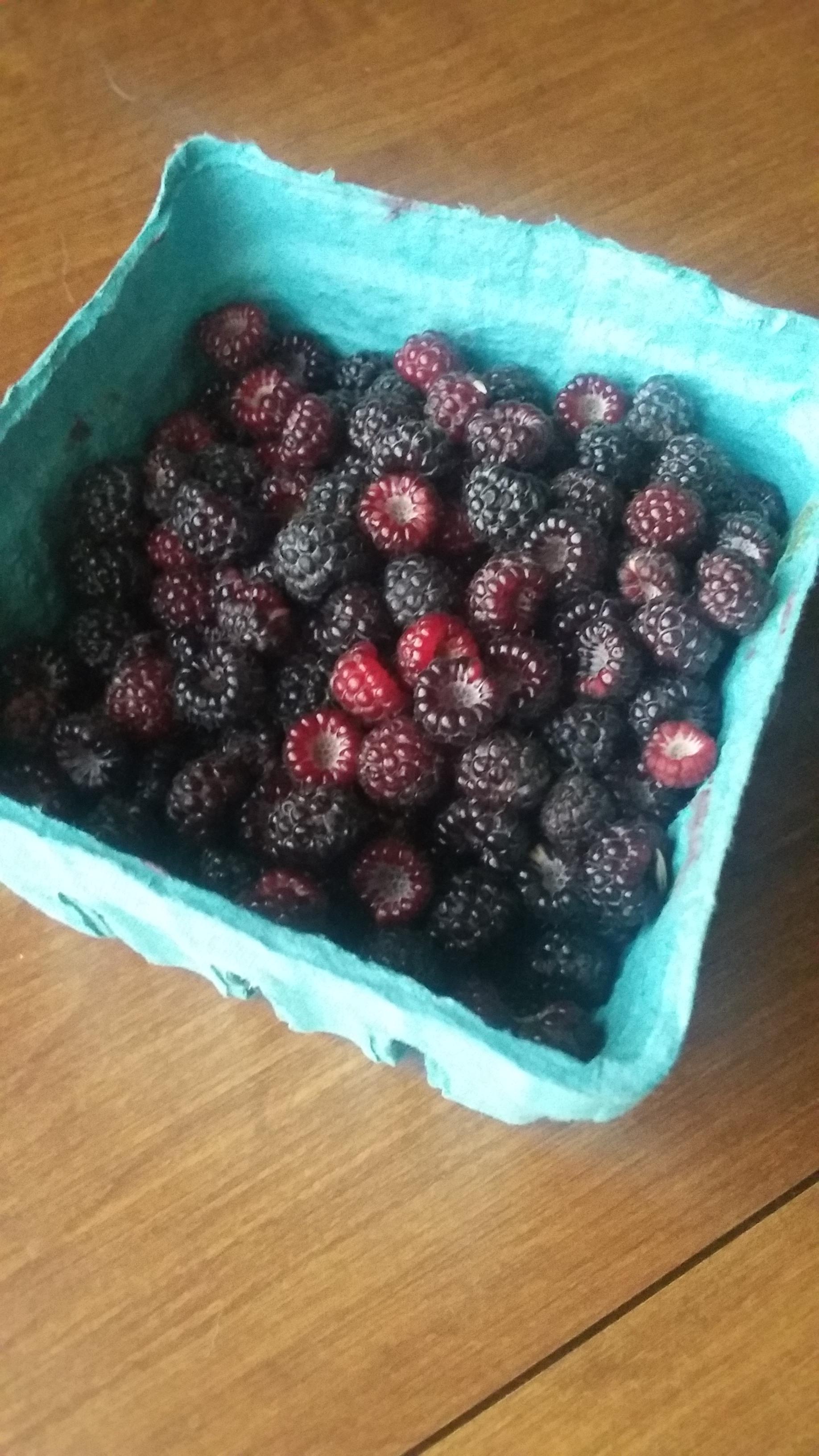 Picked a pint of raspberries! I see some jam in my future. r/gardening