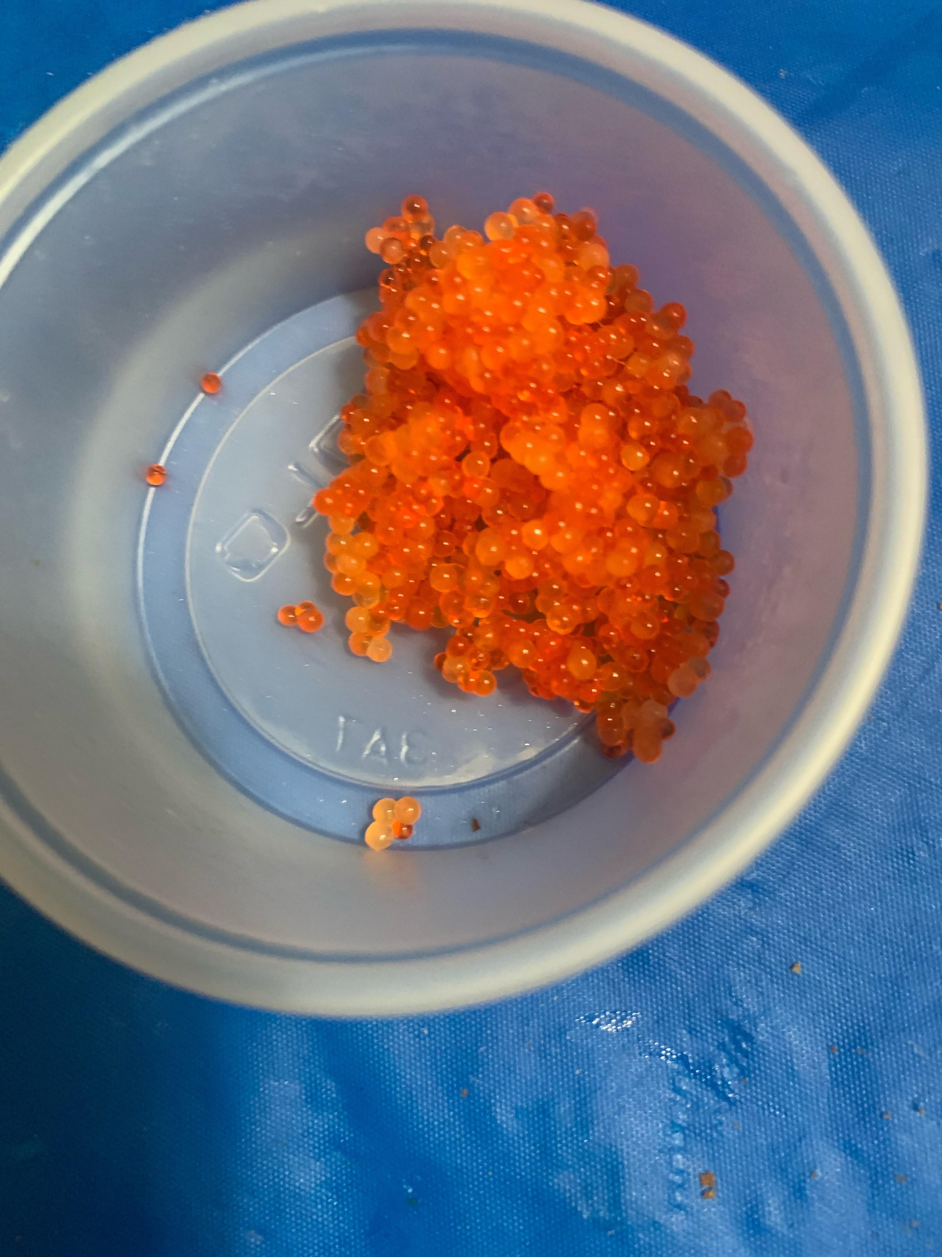 Can I feed my snails these fish eggs? r/snails