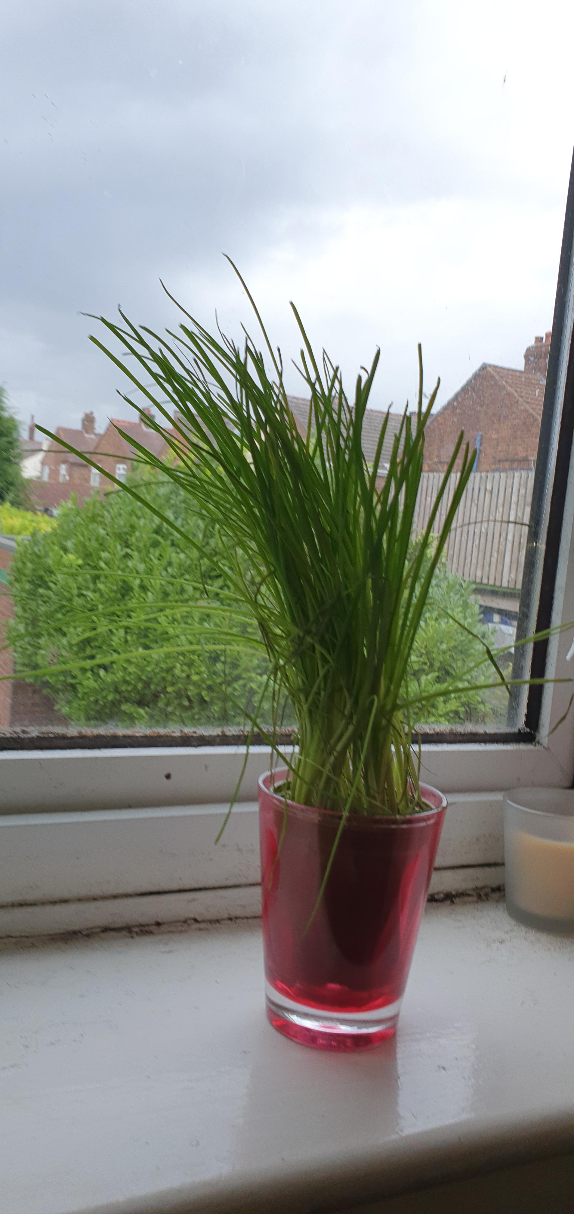 Should I trim my chives or let them grow r/plantclinic