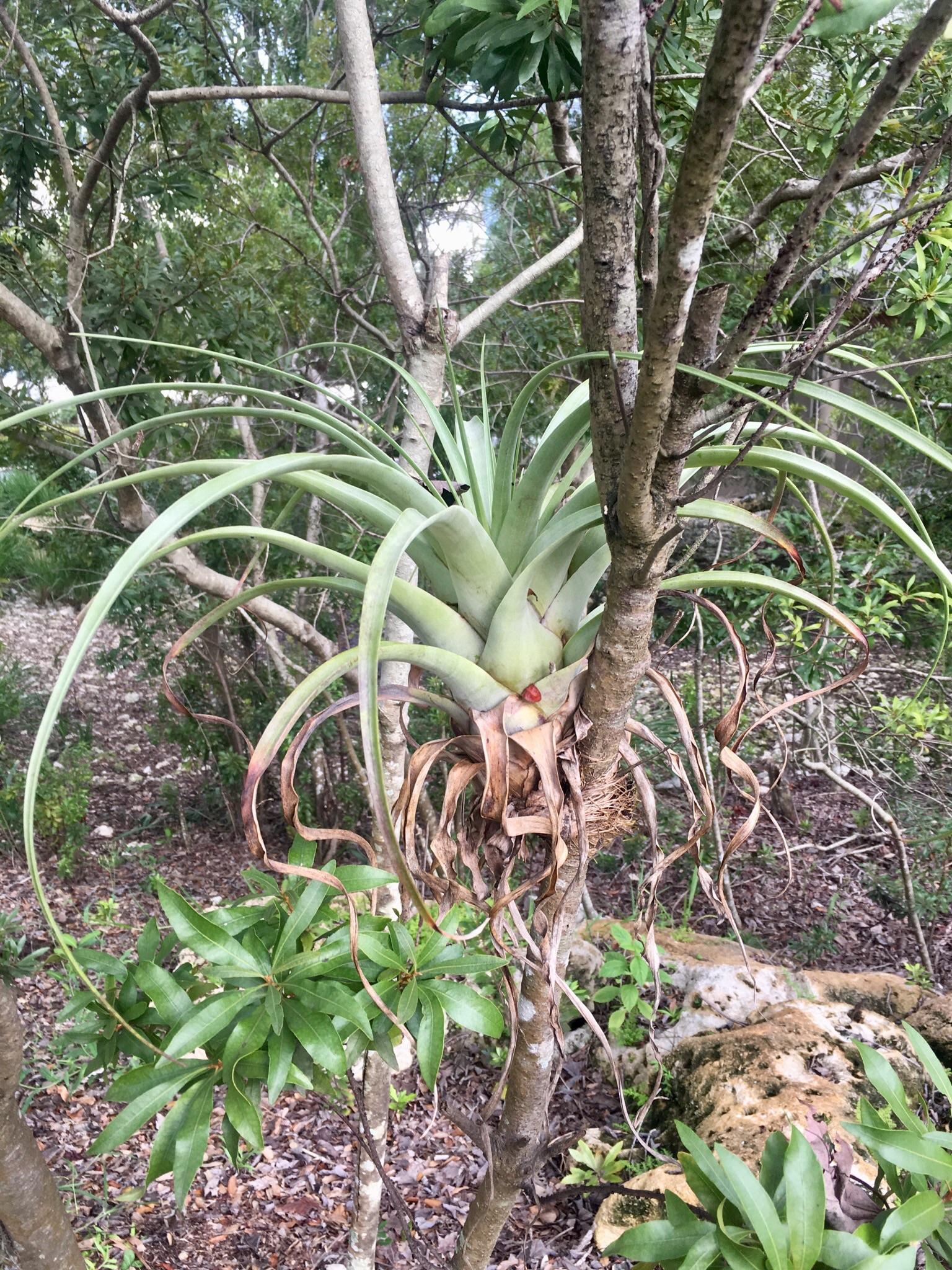 I recently moved to Florida for a job. Air plants are all over the
