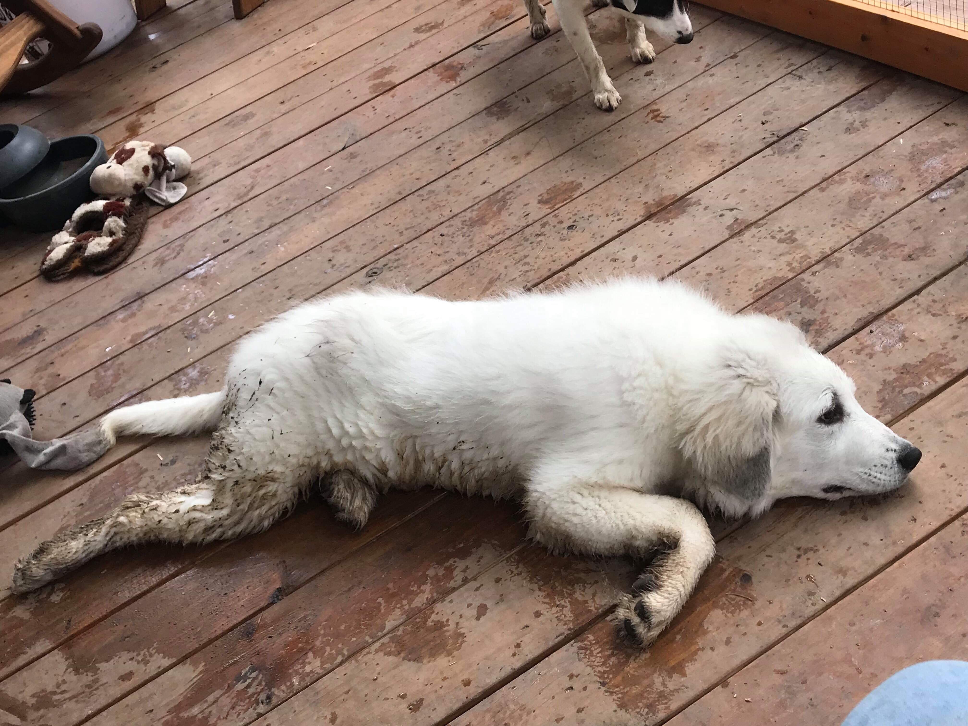 Hot muddy mess! My Juno, always has to find the biggest