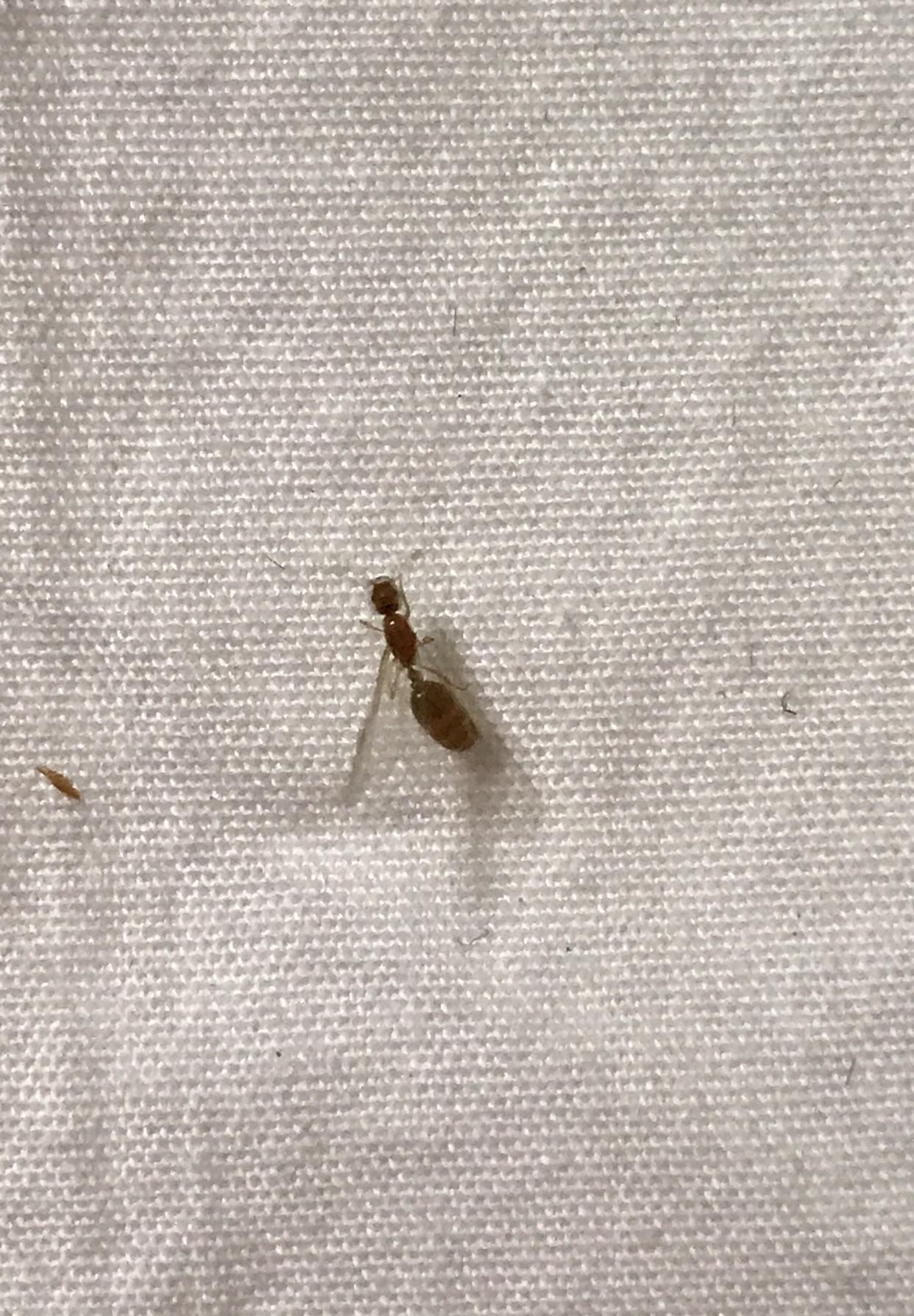 Small winged insects came into the house last night. Any ideas what
