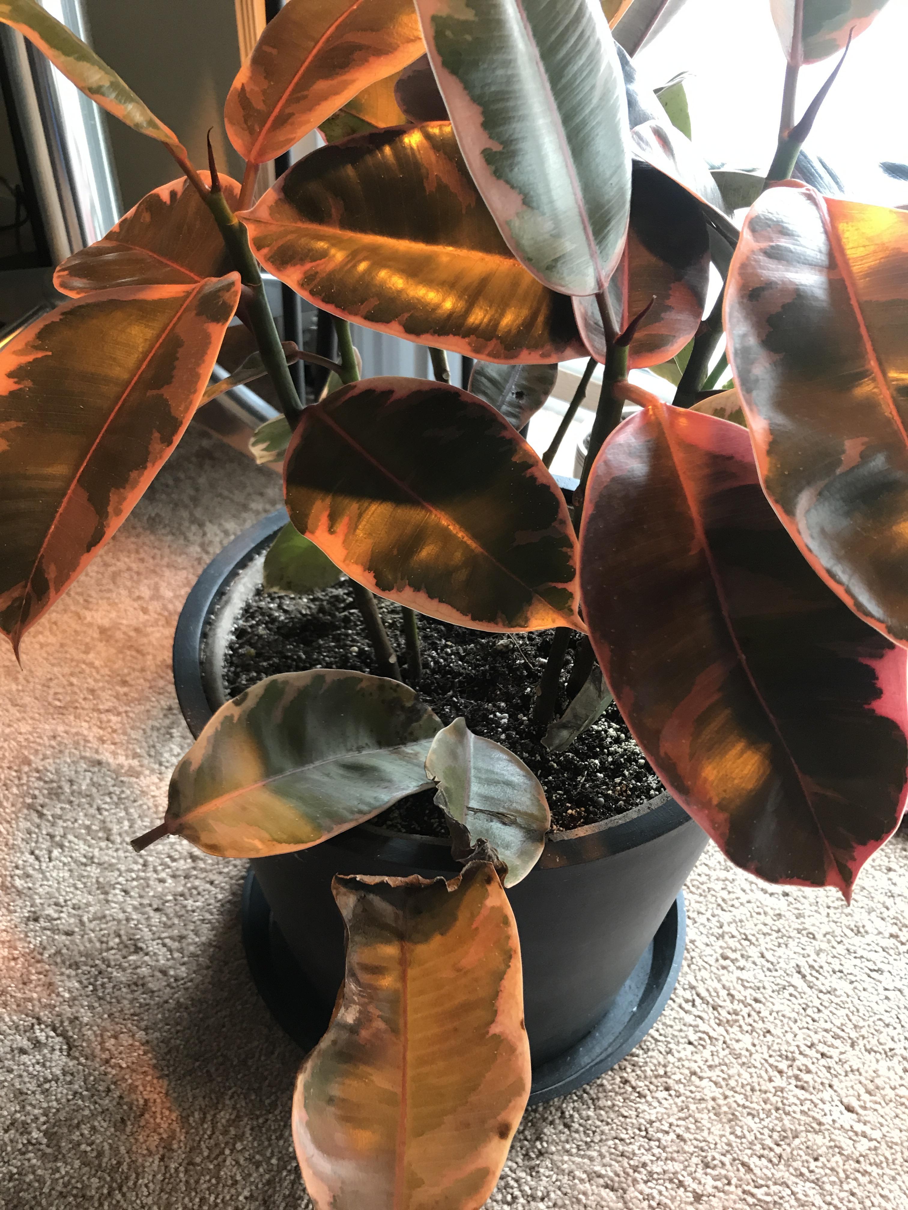 My variegated rubber plant keeps losing its leaves and I don’t know why