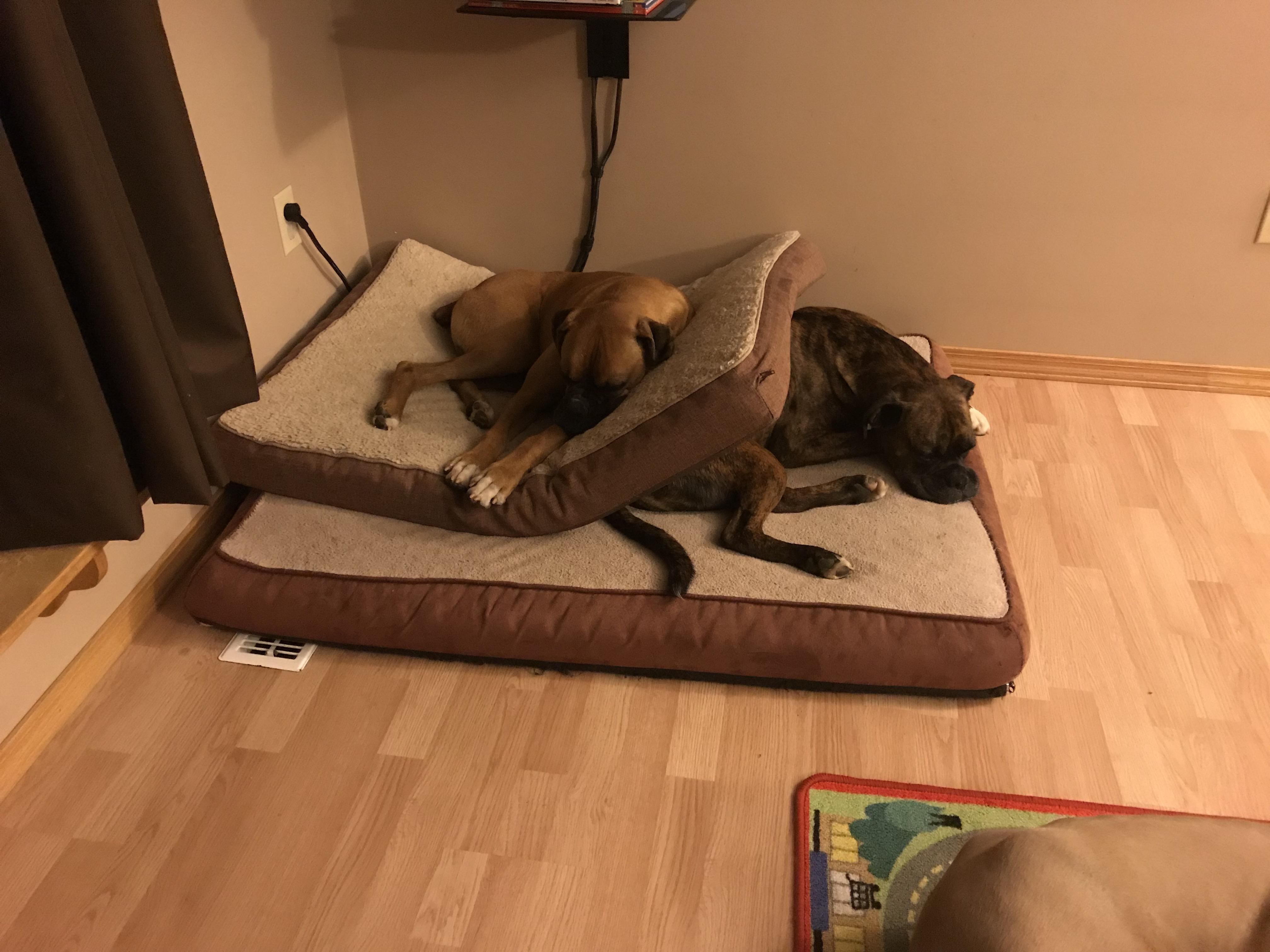 I stacked the dog beds so I could sweep .. r/Boxer