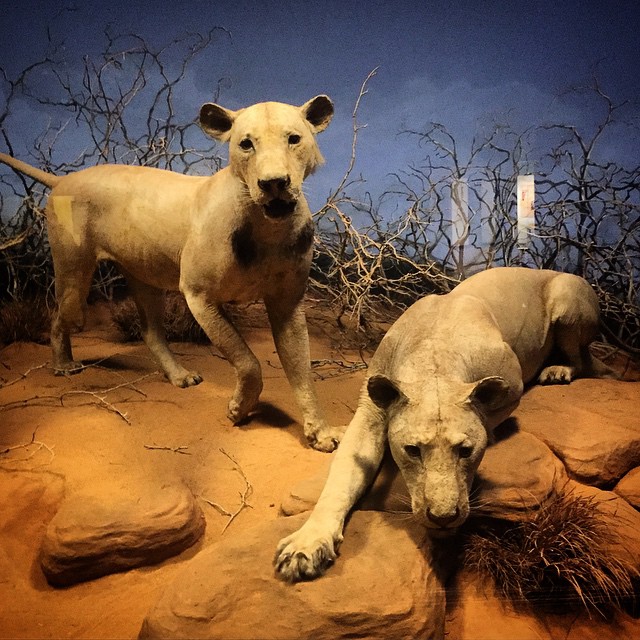 223 best Field Museum images on Pholder Field Museum, Pics and Chicago