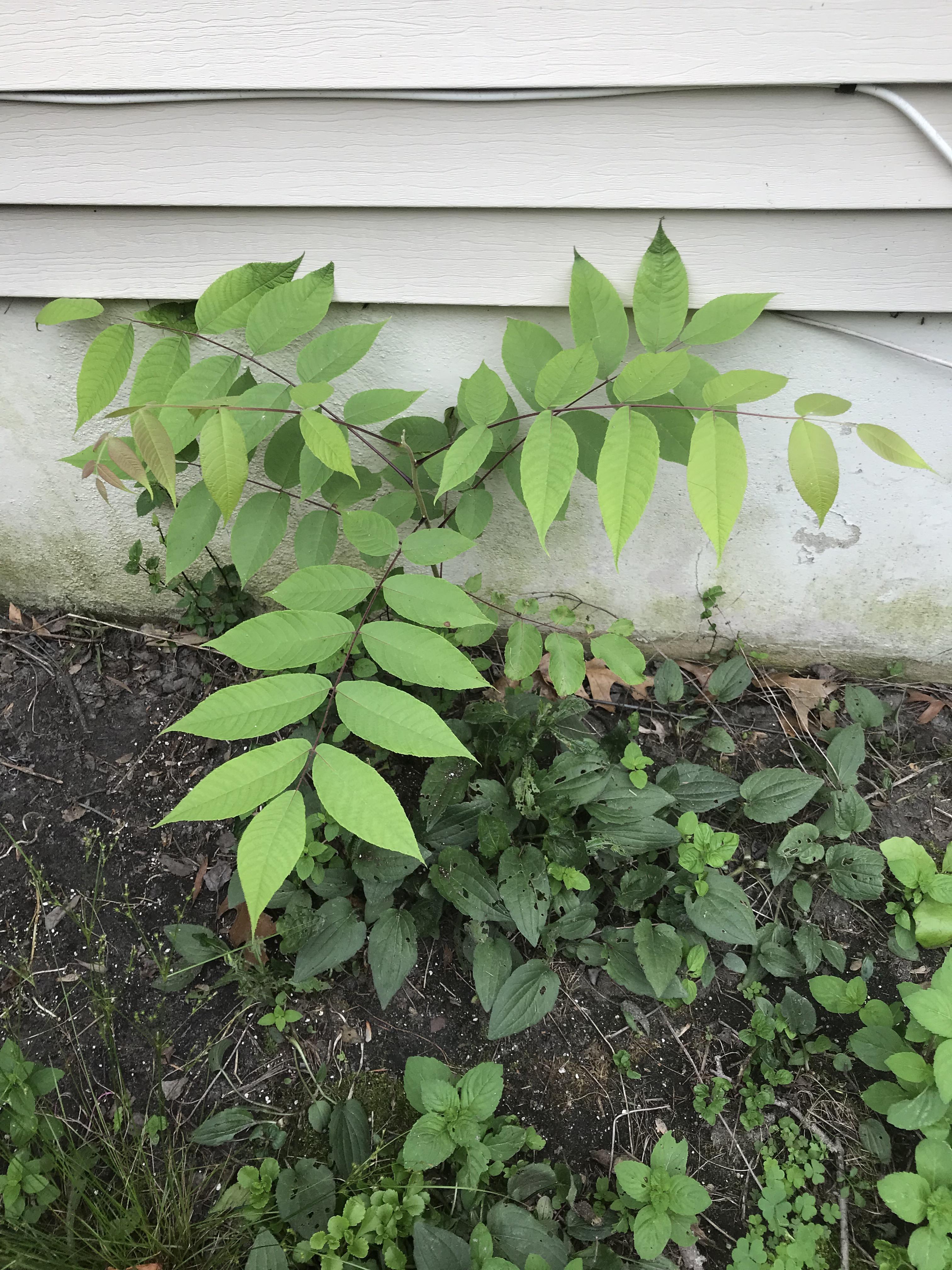 Green Bean Plant Rash Raysa Garden Plant