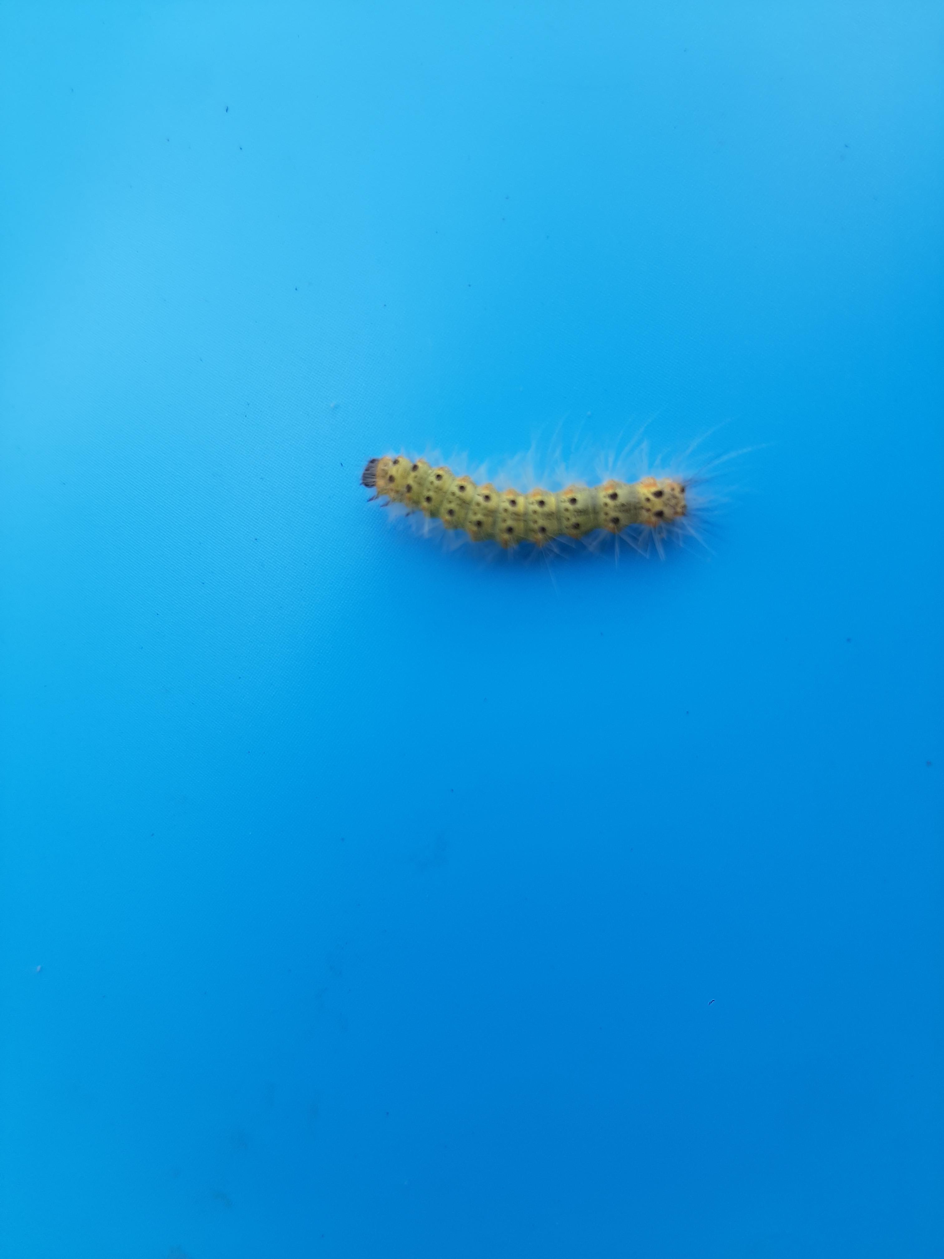 What is this caterpillar found in northern NJ, USA? r/whatsthisbug