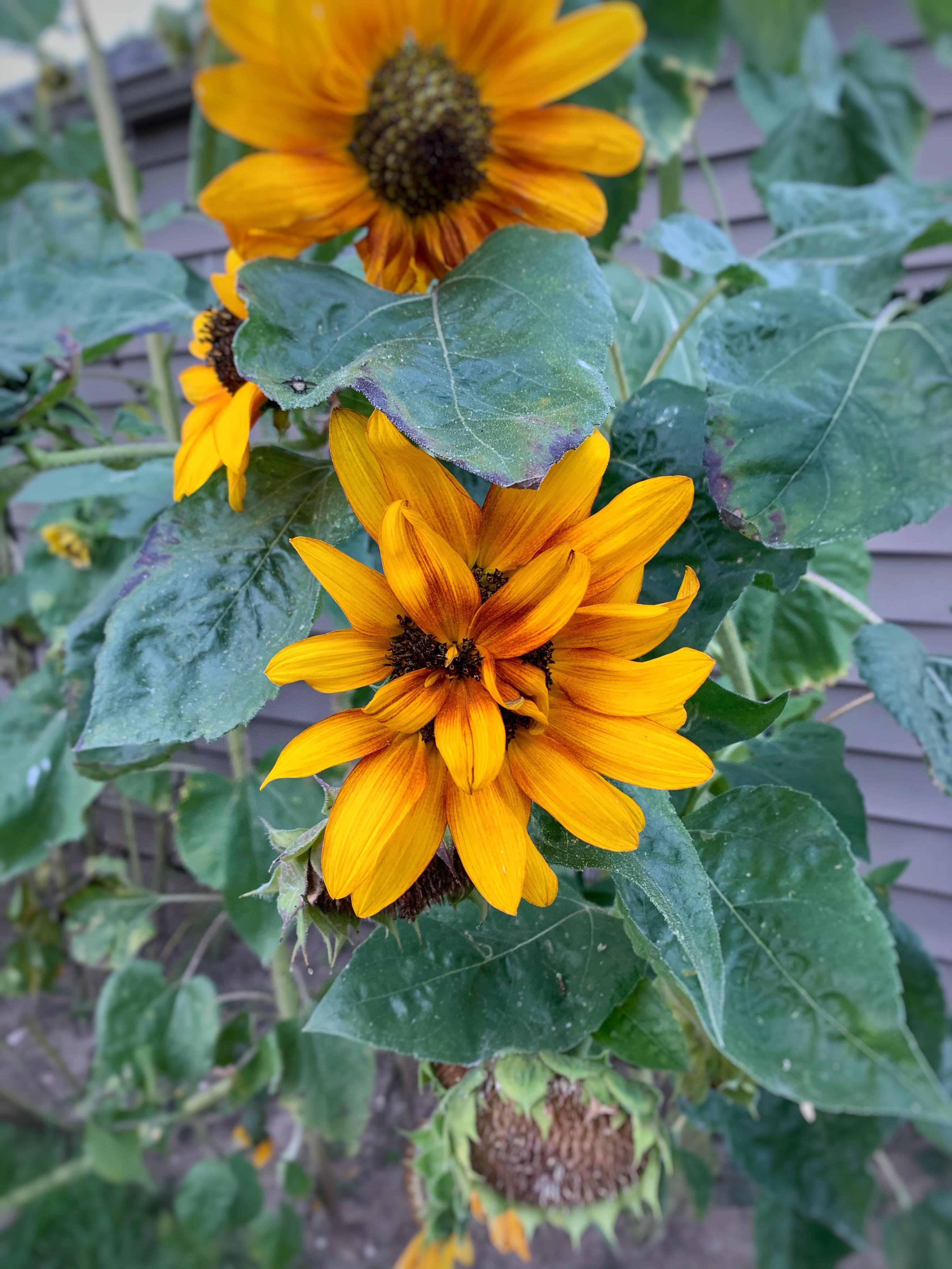 Have you ever seen a double sunflower before?! r/gardening