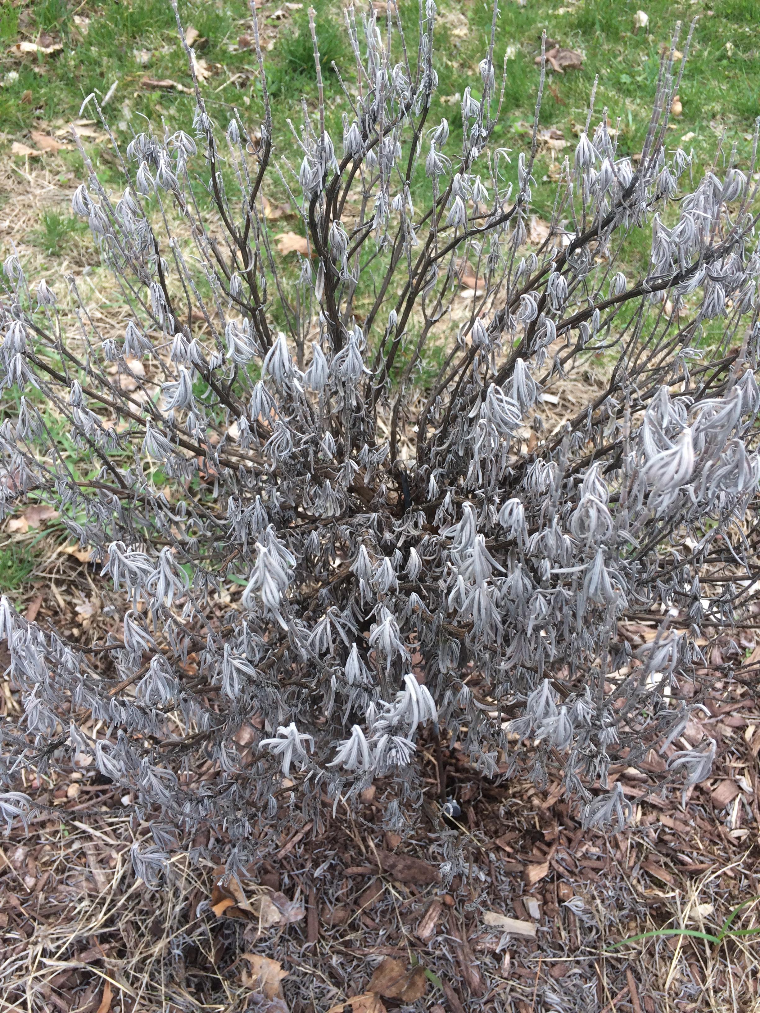 Is this Spanish Lavender dead or can I prune it back to life? Zone 6b