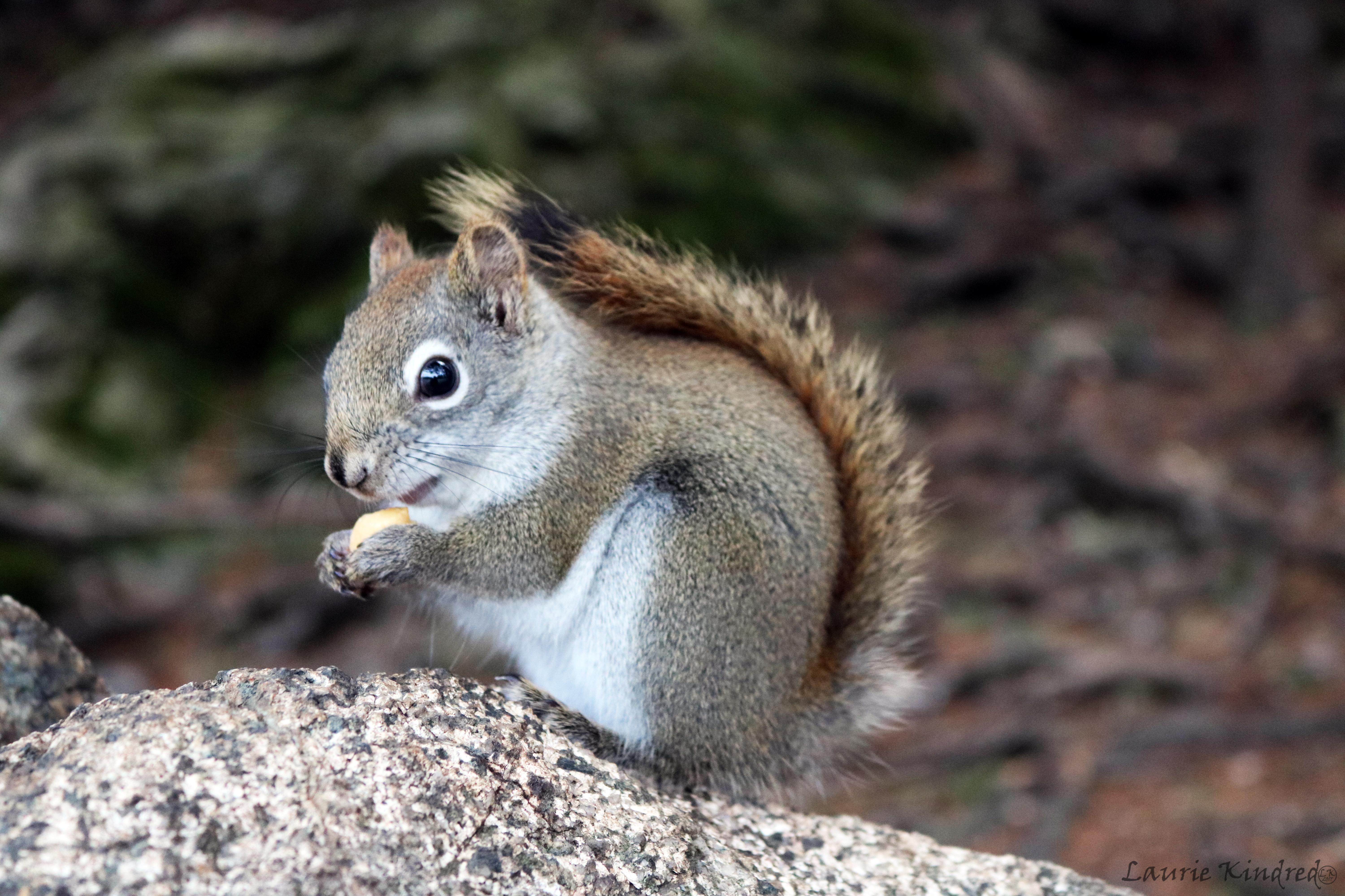 Cute squirrel eating a nut. r/aww