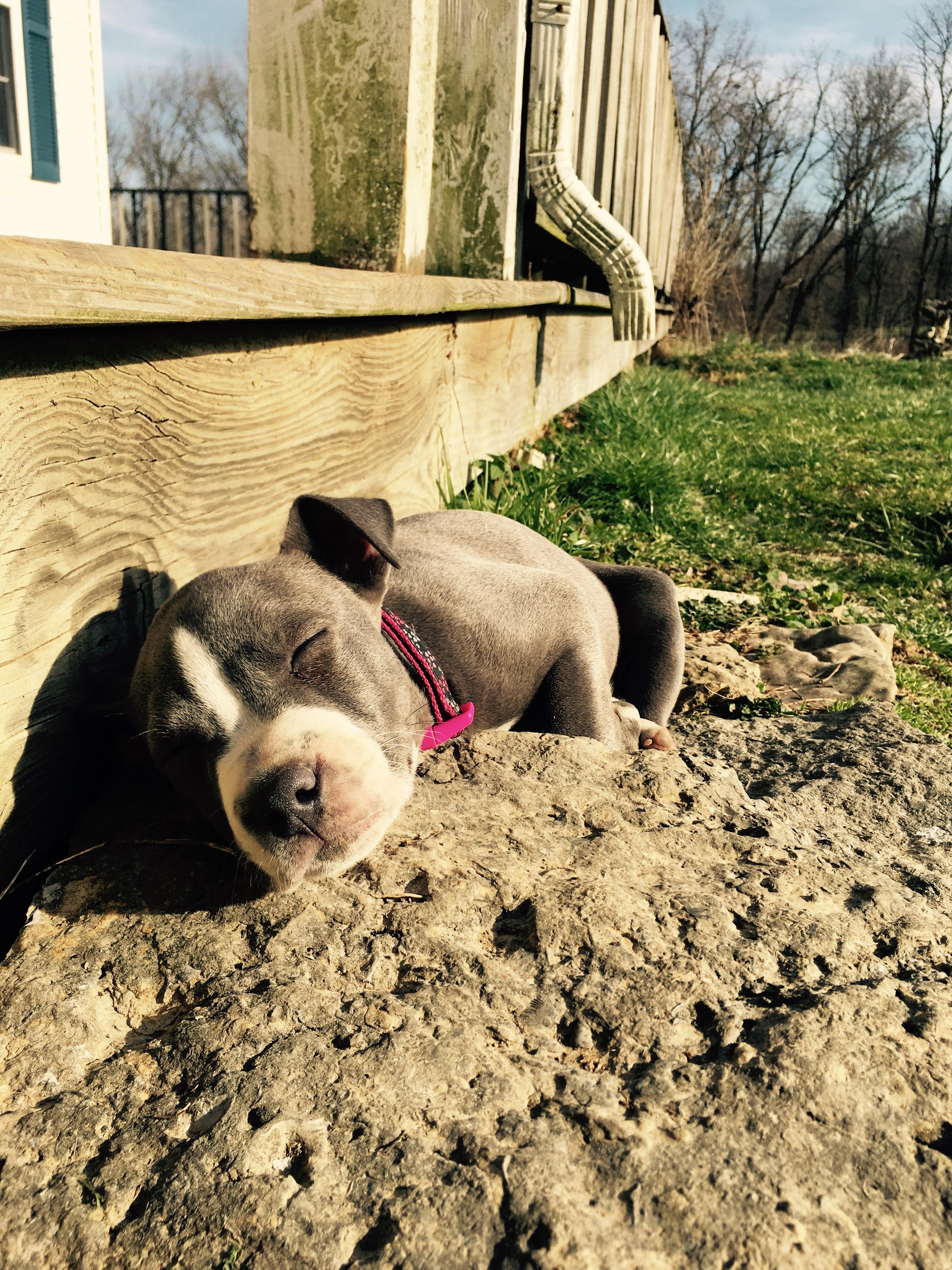 I swear I don't make her sleep on rocks. r/aww
