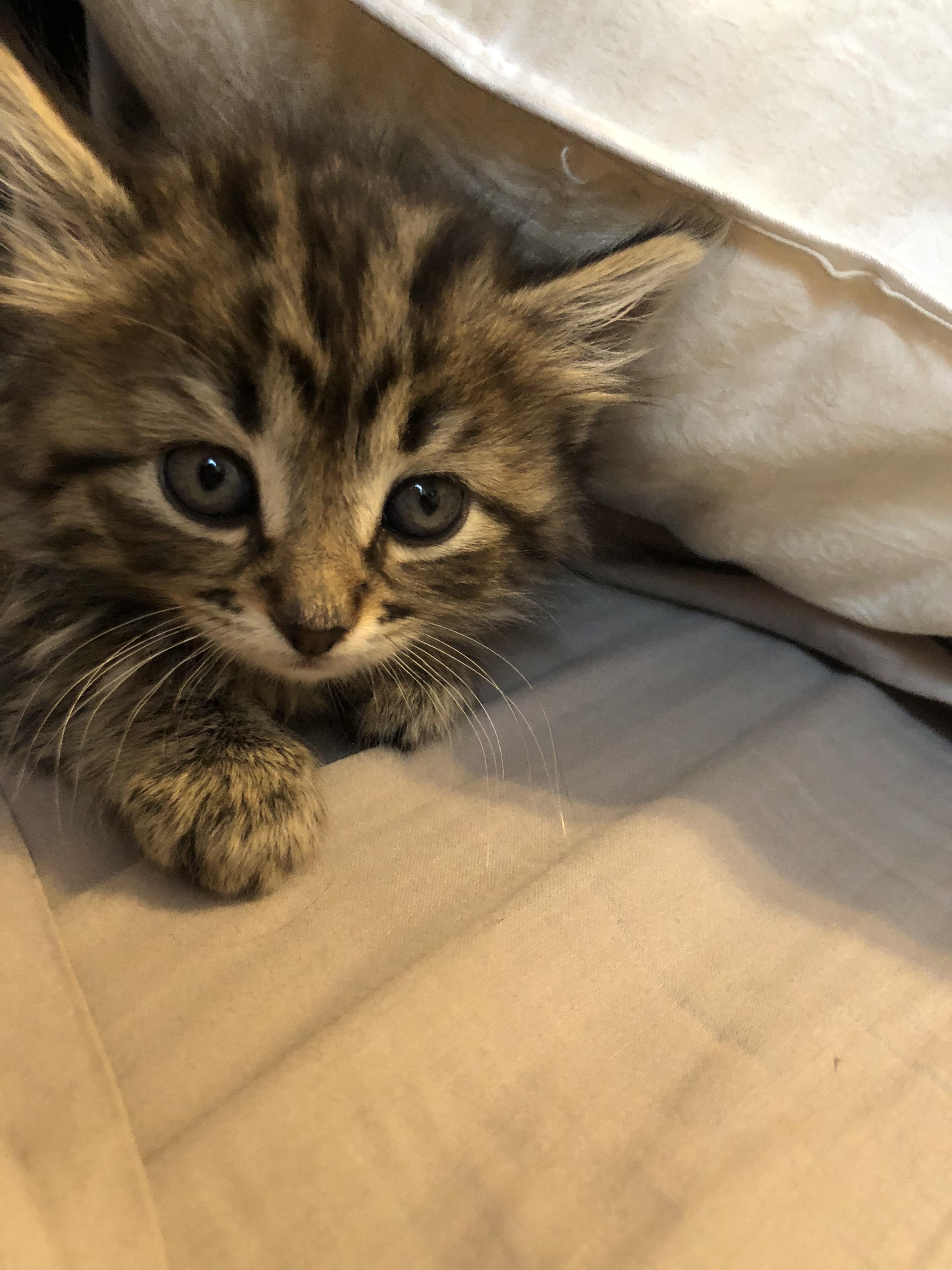 NAME MY CAT! (4 week old female kitten) r/cats