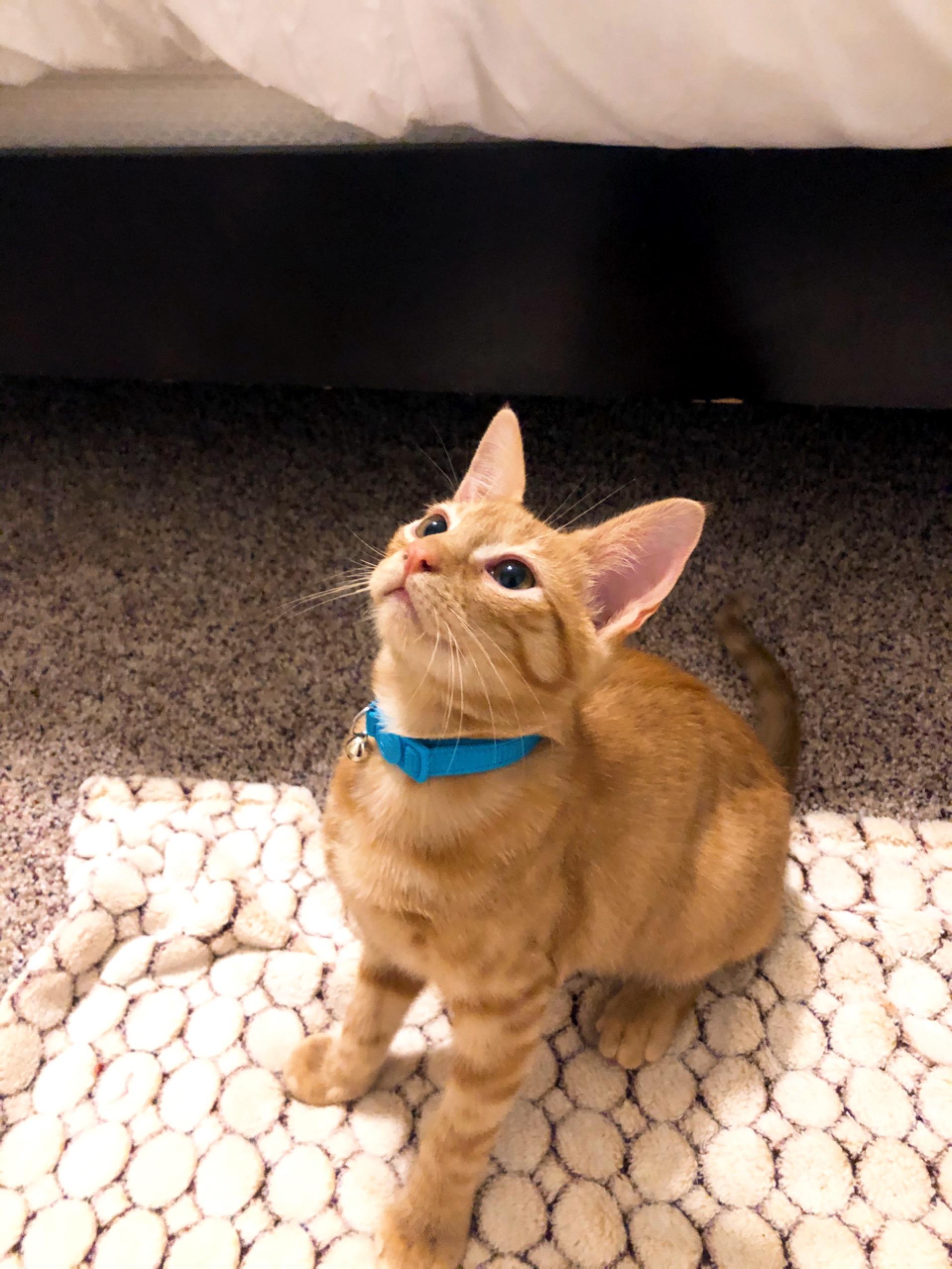 This adorable kitten has had explosive diarrhea for the past month. He