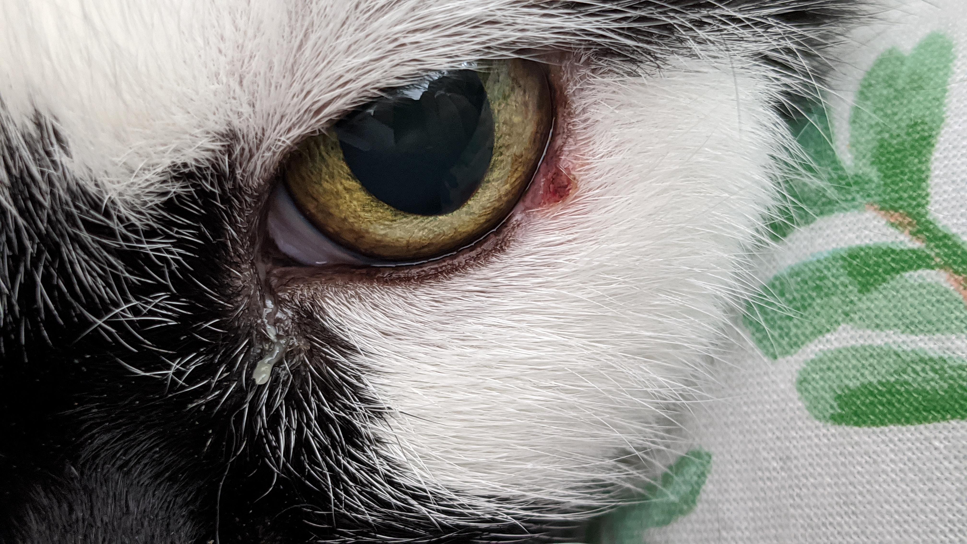 Can anyone help me? Is this a stye? 🙏 r/cats