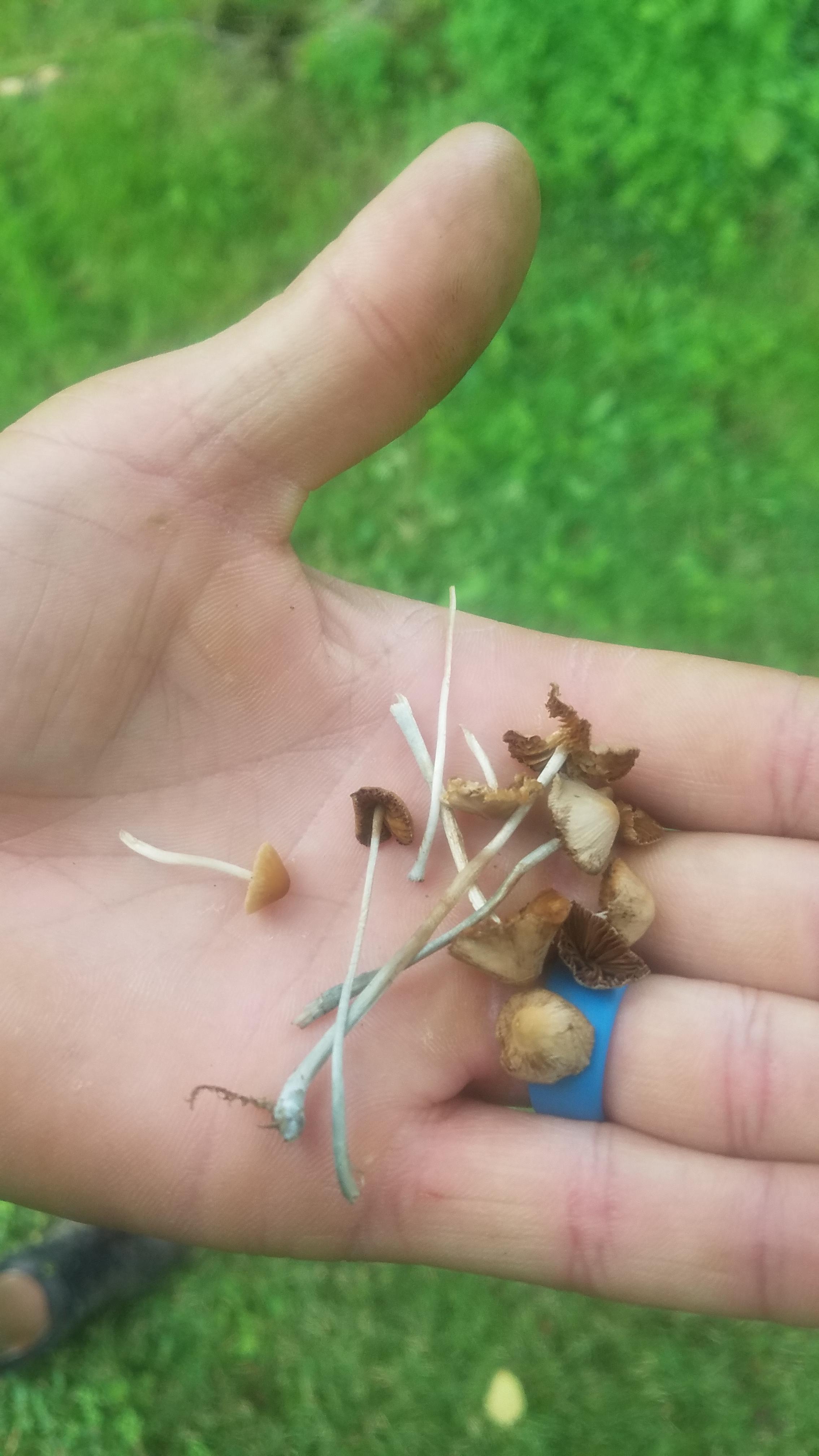 ID please, Western Washington 200' mossy grass r/shrooms