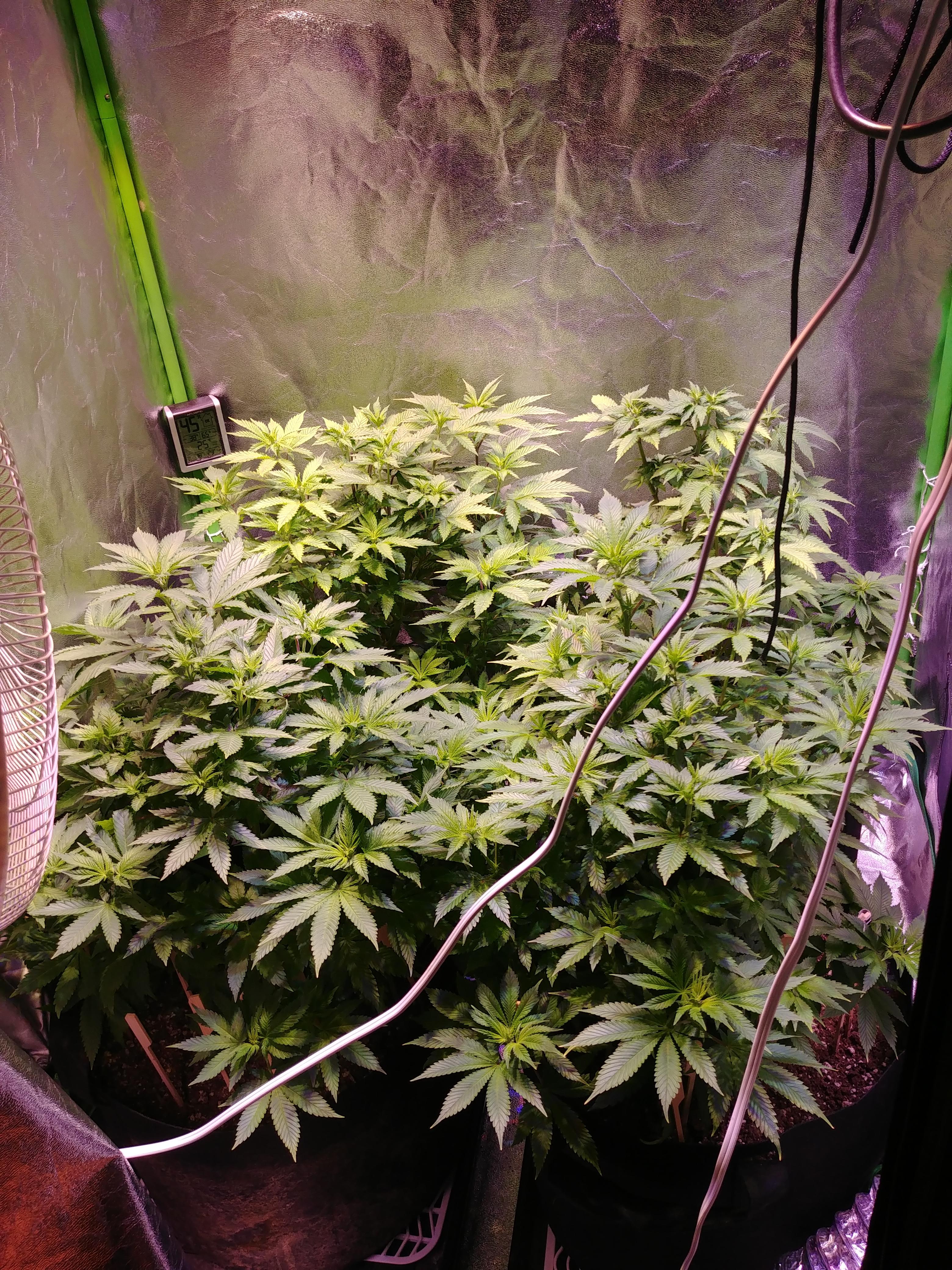 Day 3 of starting flower, plants are growing like crazy! r/microgrowery