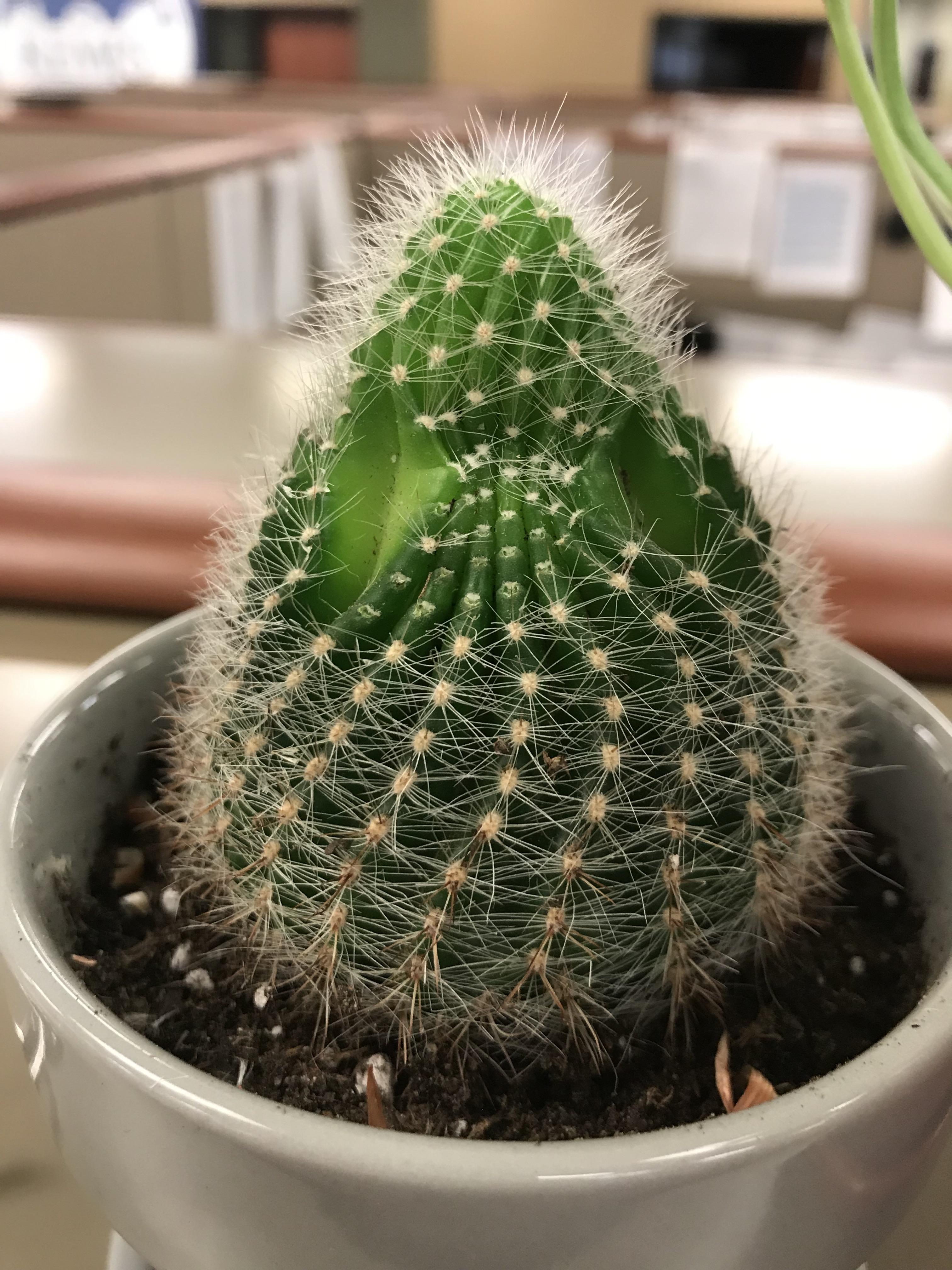I was directed here to ID this cactus I’ve had for about half a year