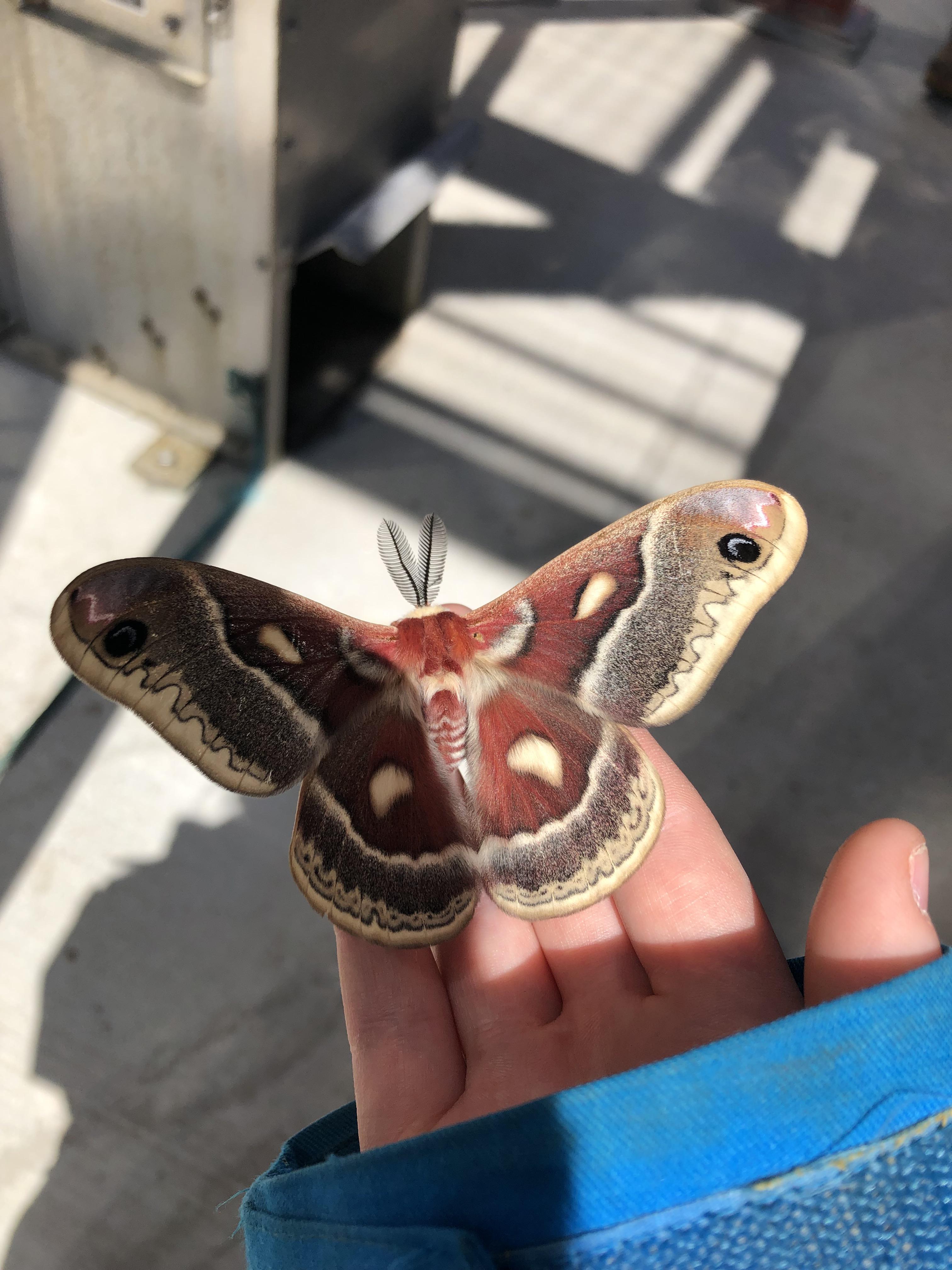 This beautiful silkworm moth I found the other day. Didn’t even know