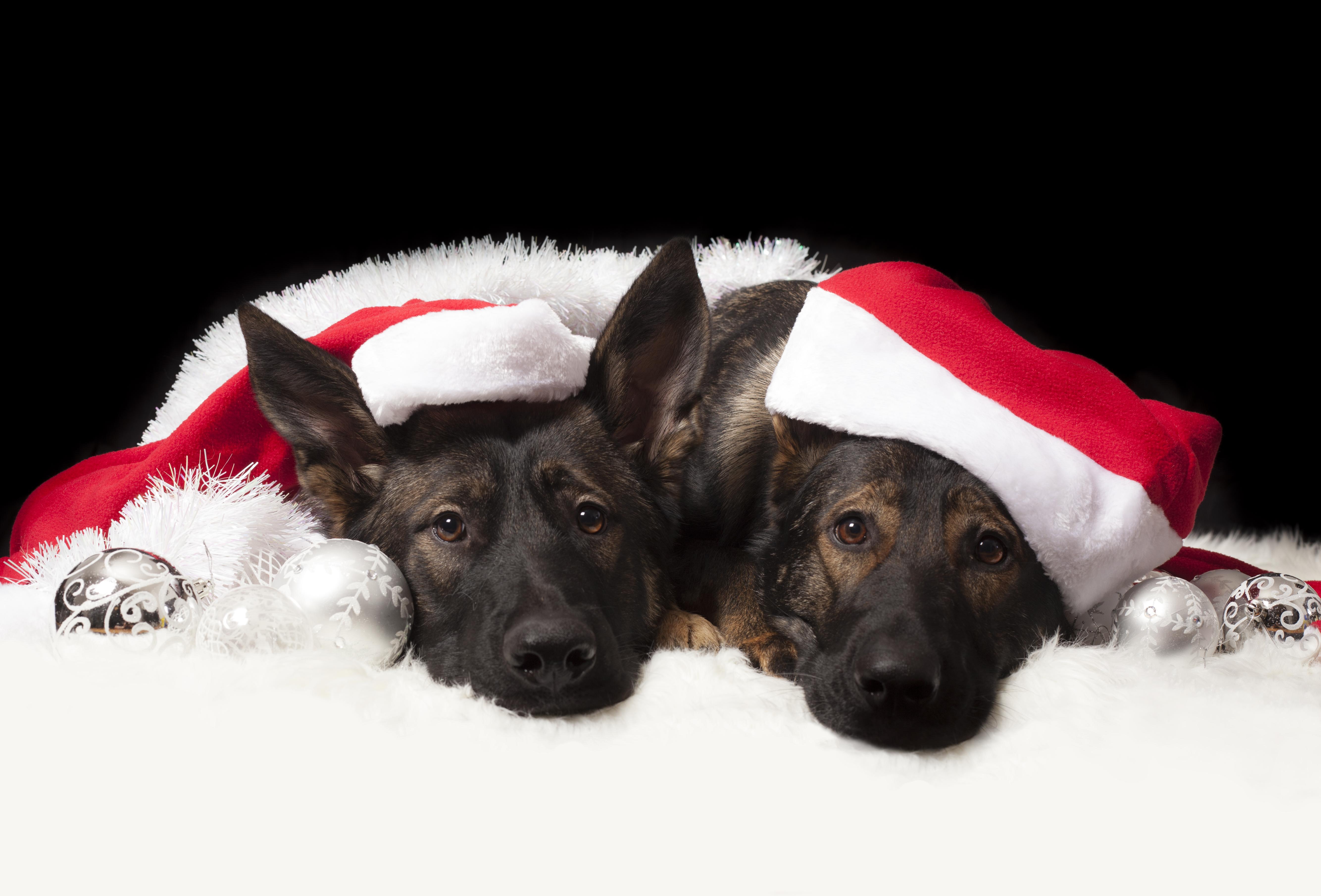 German Shepherd Christmas Pictures Merry Christmas from my two german shepherds! r/aww