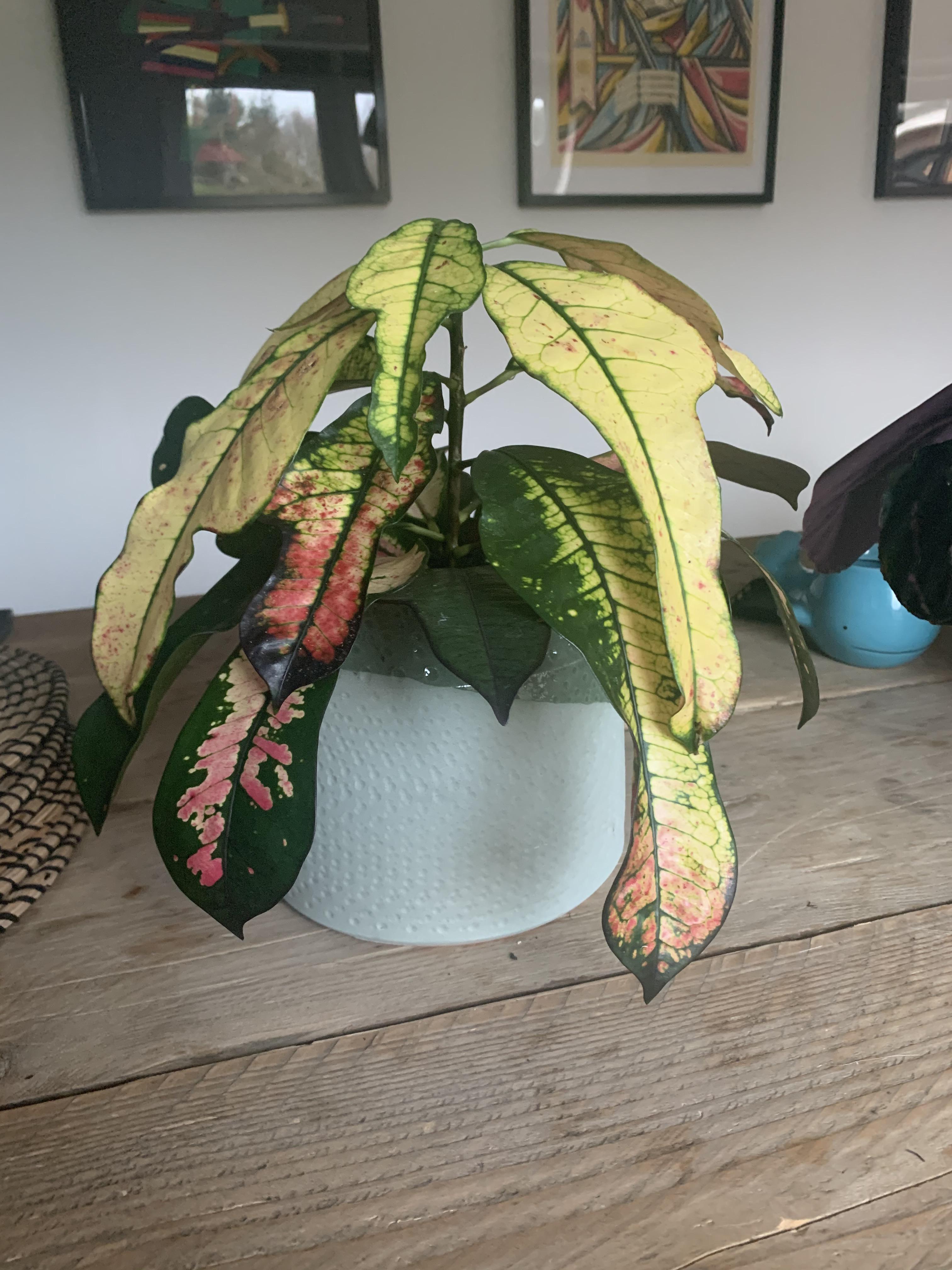 Please help why is my croton so droopy? r/houseplants