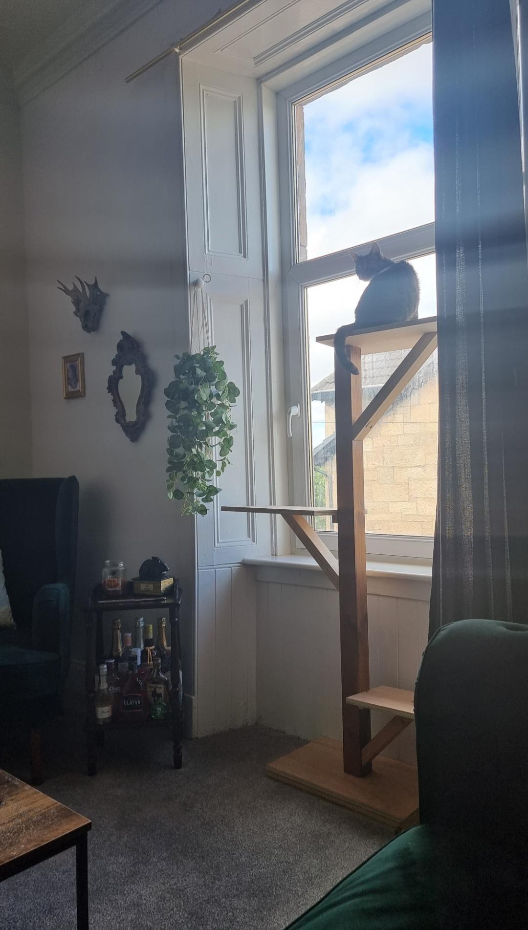 I refuse to pay the £150+ they wanted in the petstore for a large cat