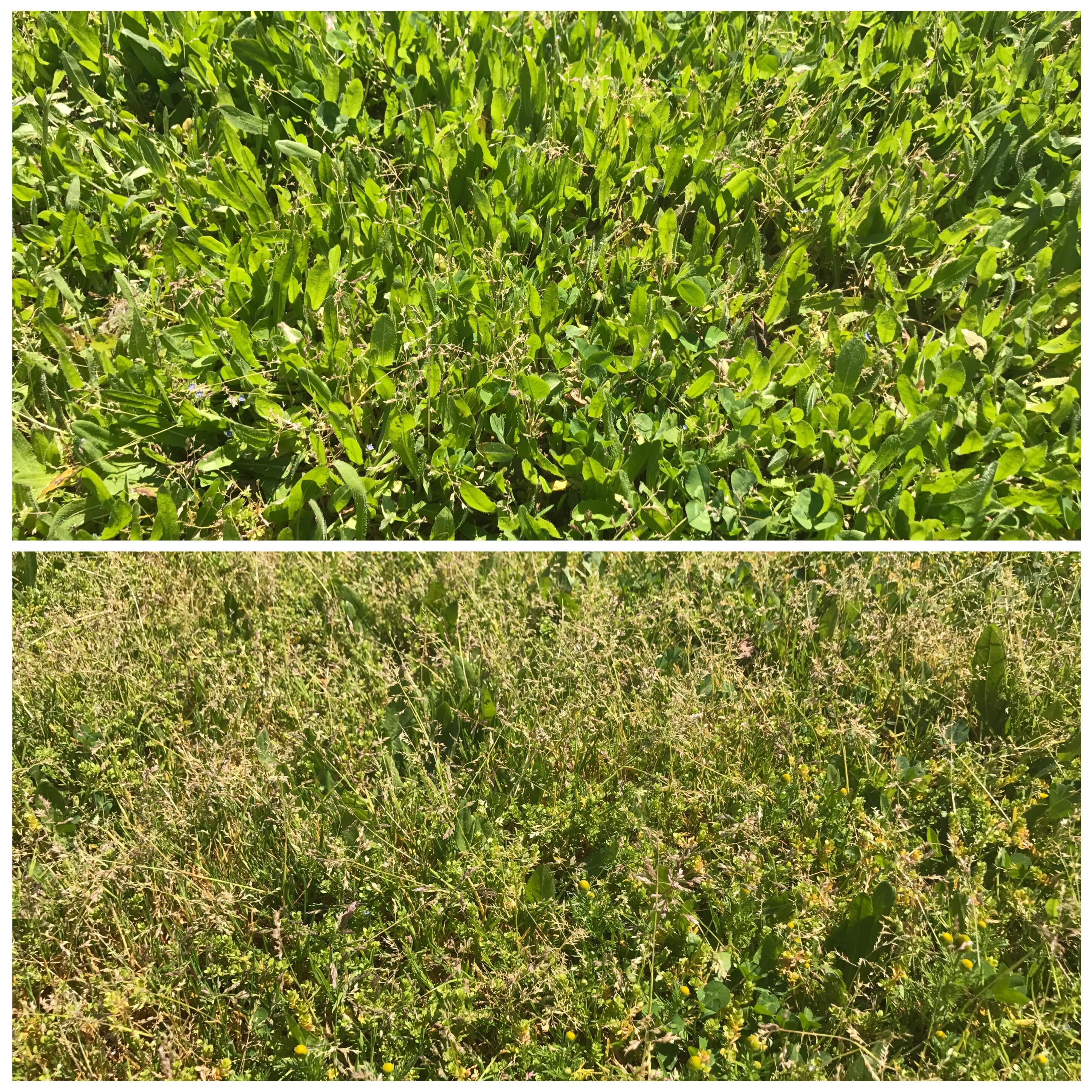 What kind of grass/weeds are these? They are growing all over my front