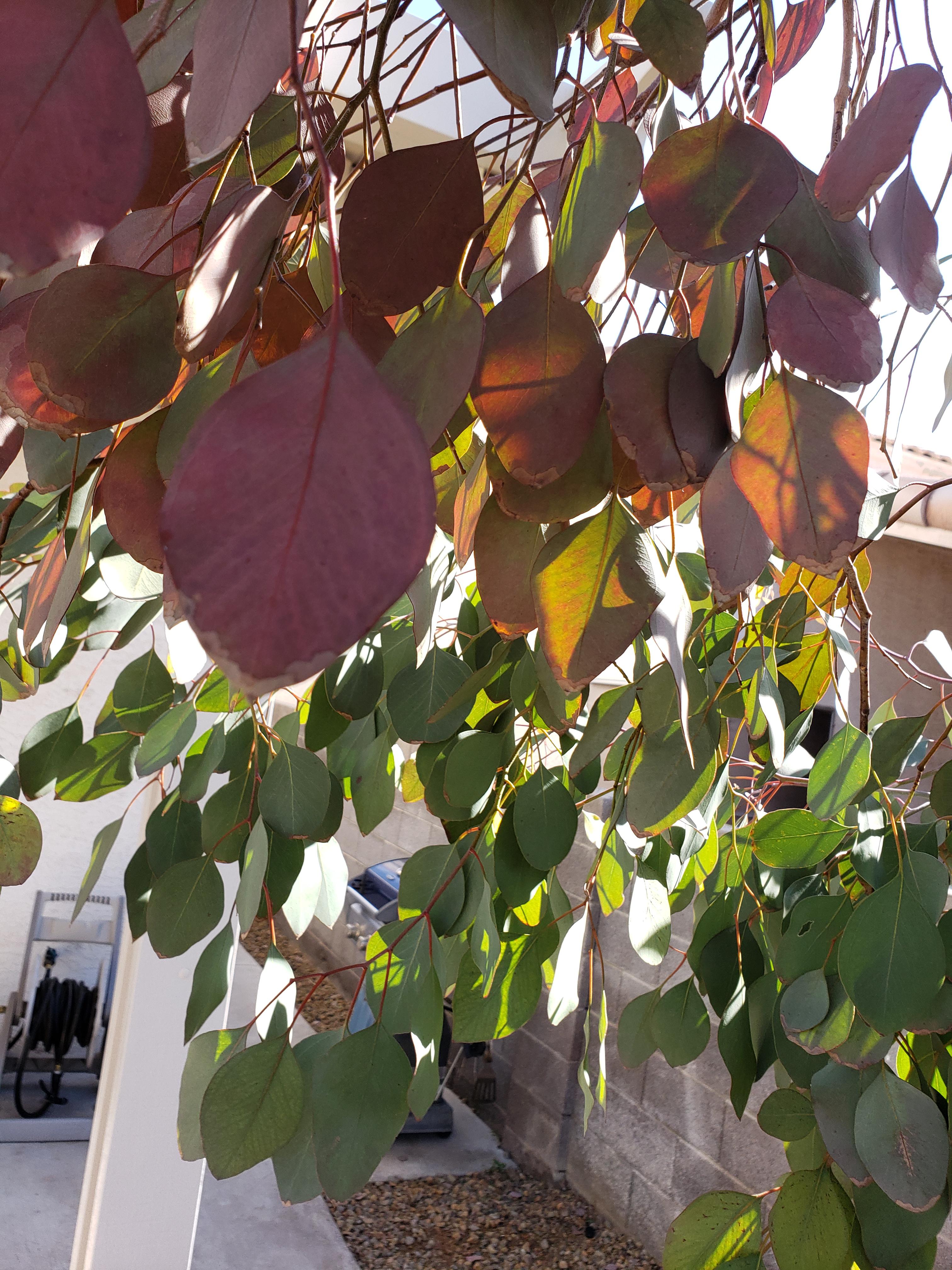 Why are my silver dollar eucalyptus leaves turning purple? r/arborists