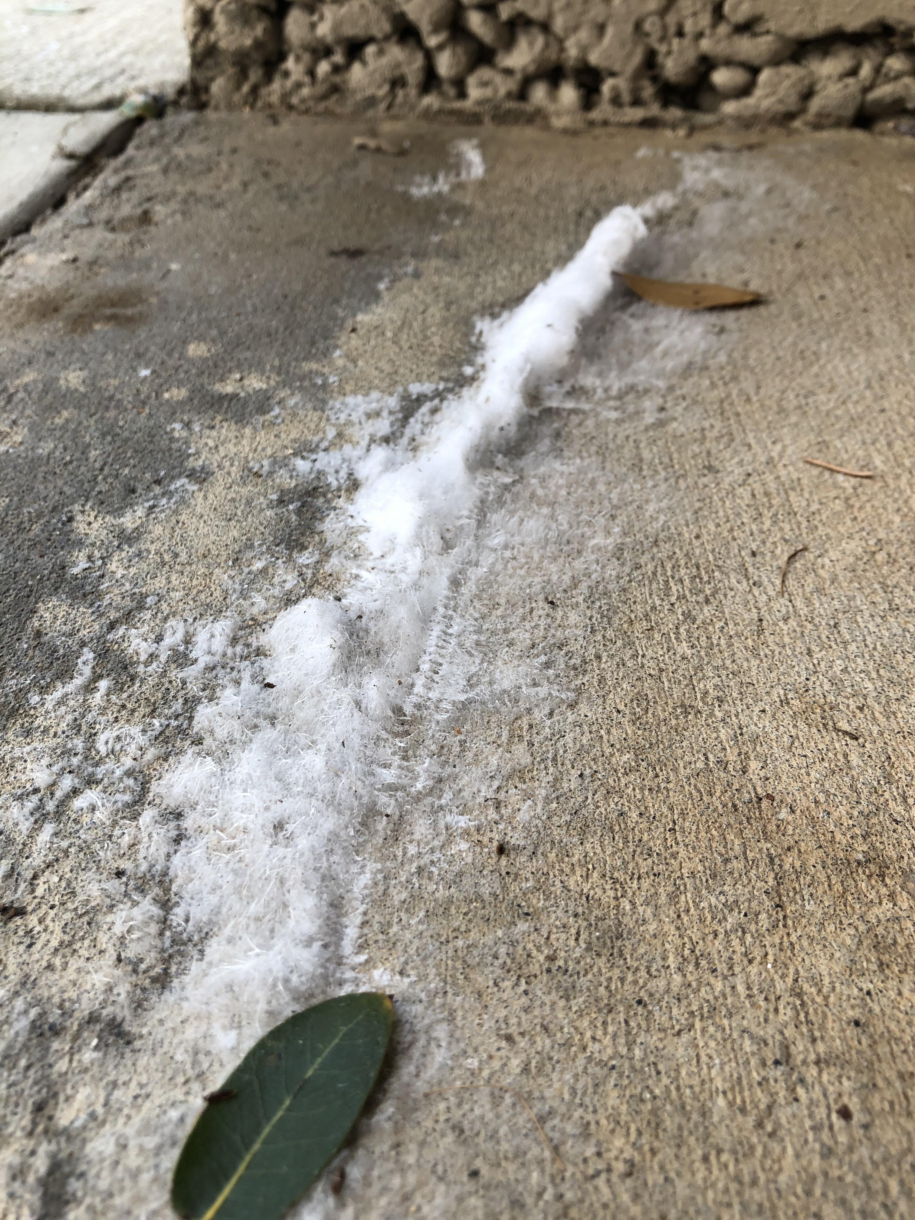 Growing out of my concrete patio? Mold? r/whatisthisthing