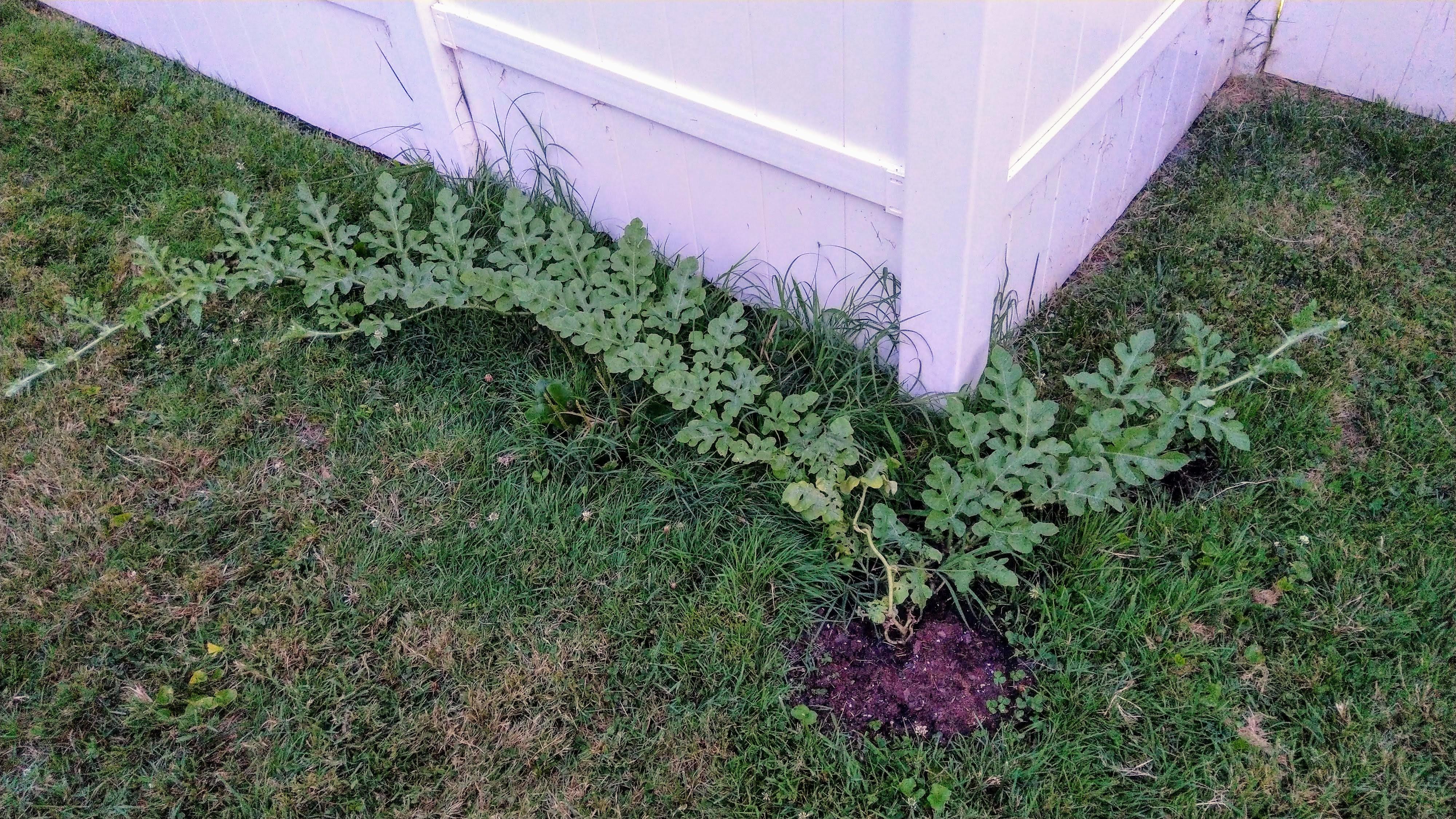 I got a watermelon plant growing in my yard. Tips to care for it better
