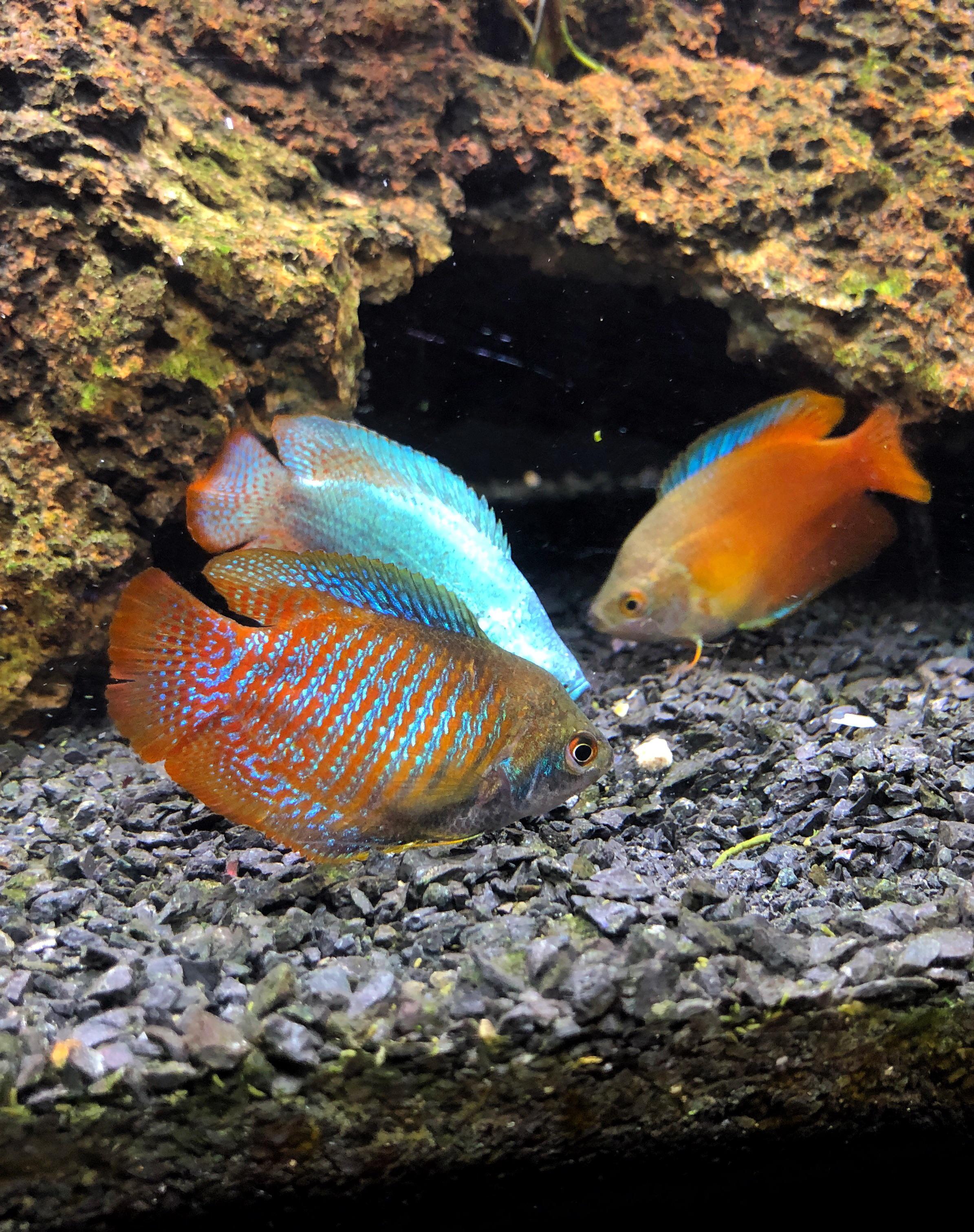 353 best Dwarf Gourami images on Pholder Aquariums, Aquarium and Gourami