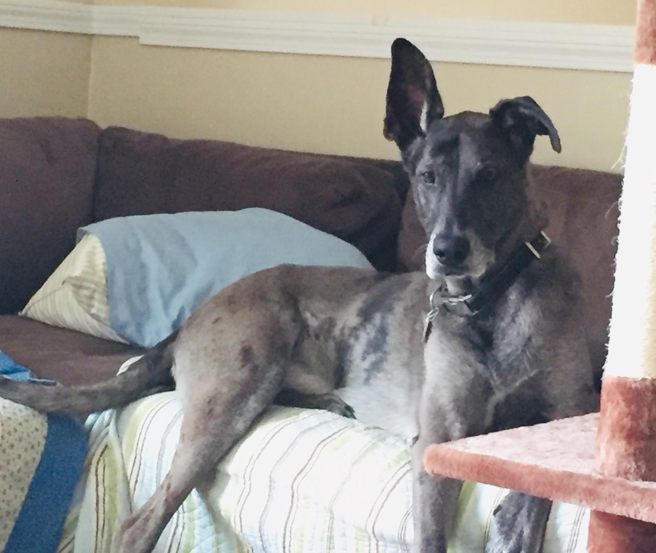 Dog bed Cat peed on the old one, need a decent sized