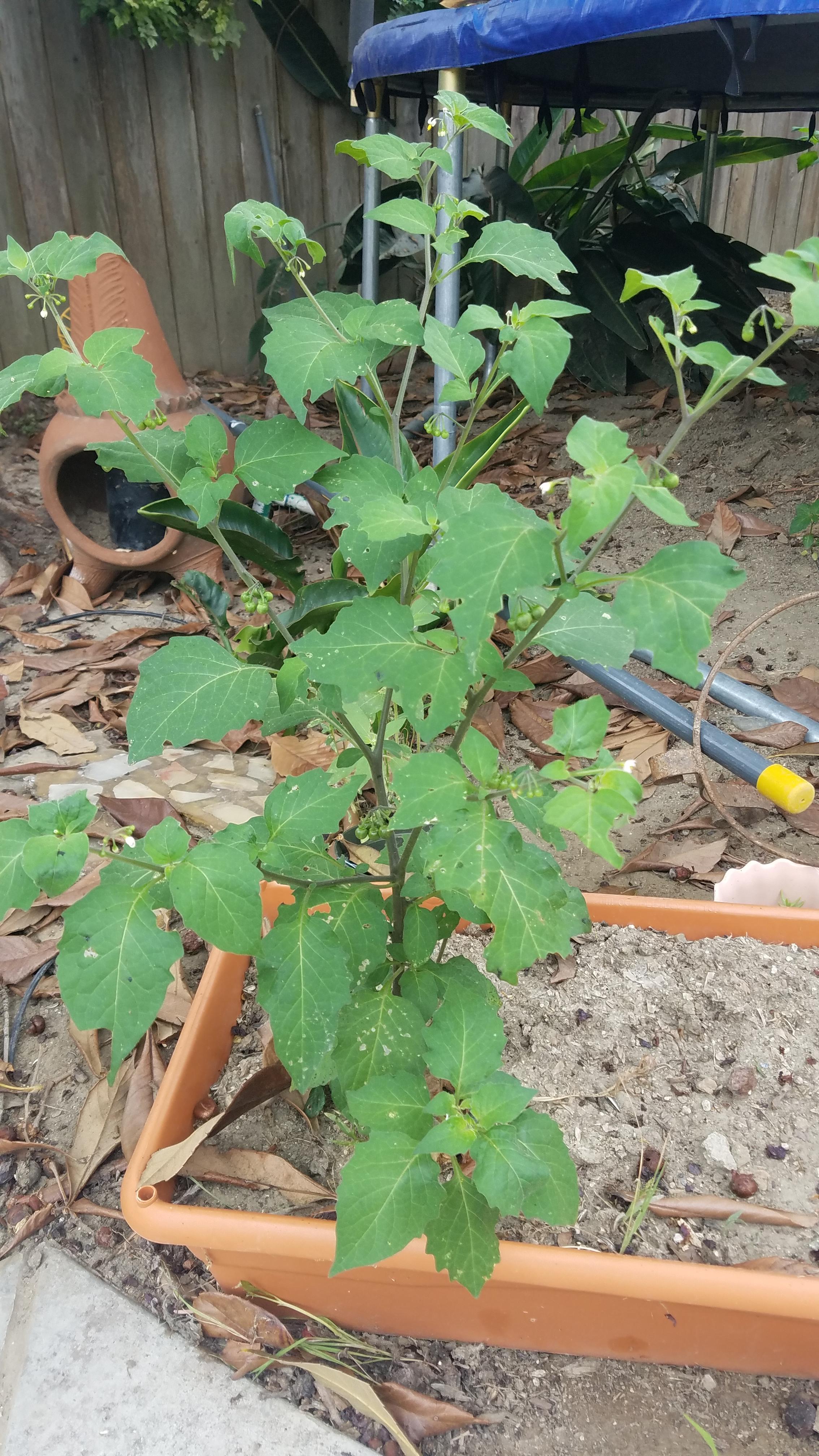 Zone 10b. Has small white flowers and produces small green balls. r