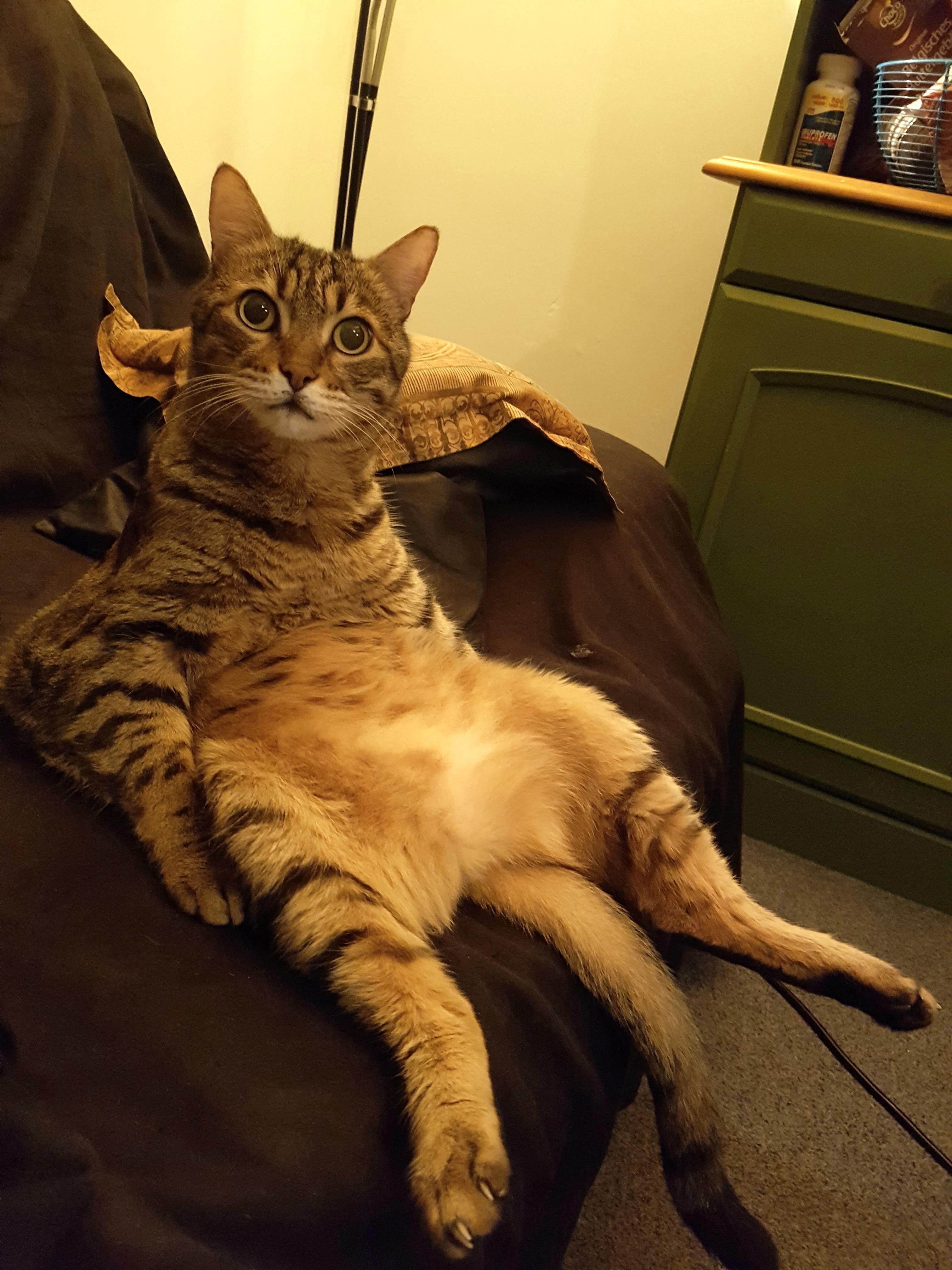 I found one of my cats watching TV like this... r/cats