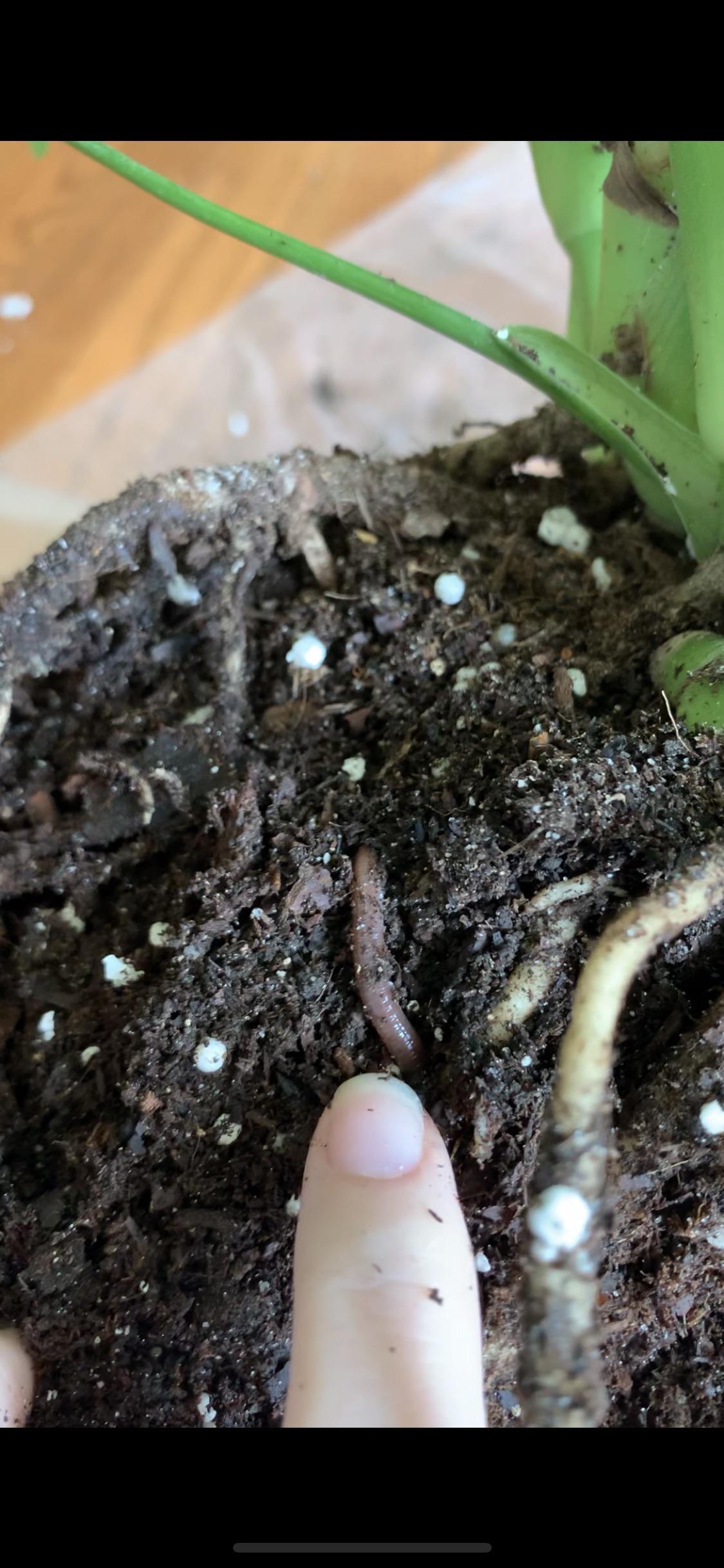 I found an earthworm in my monstera plant! I brought it home in March