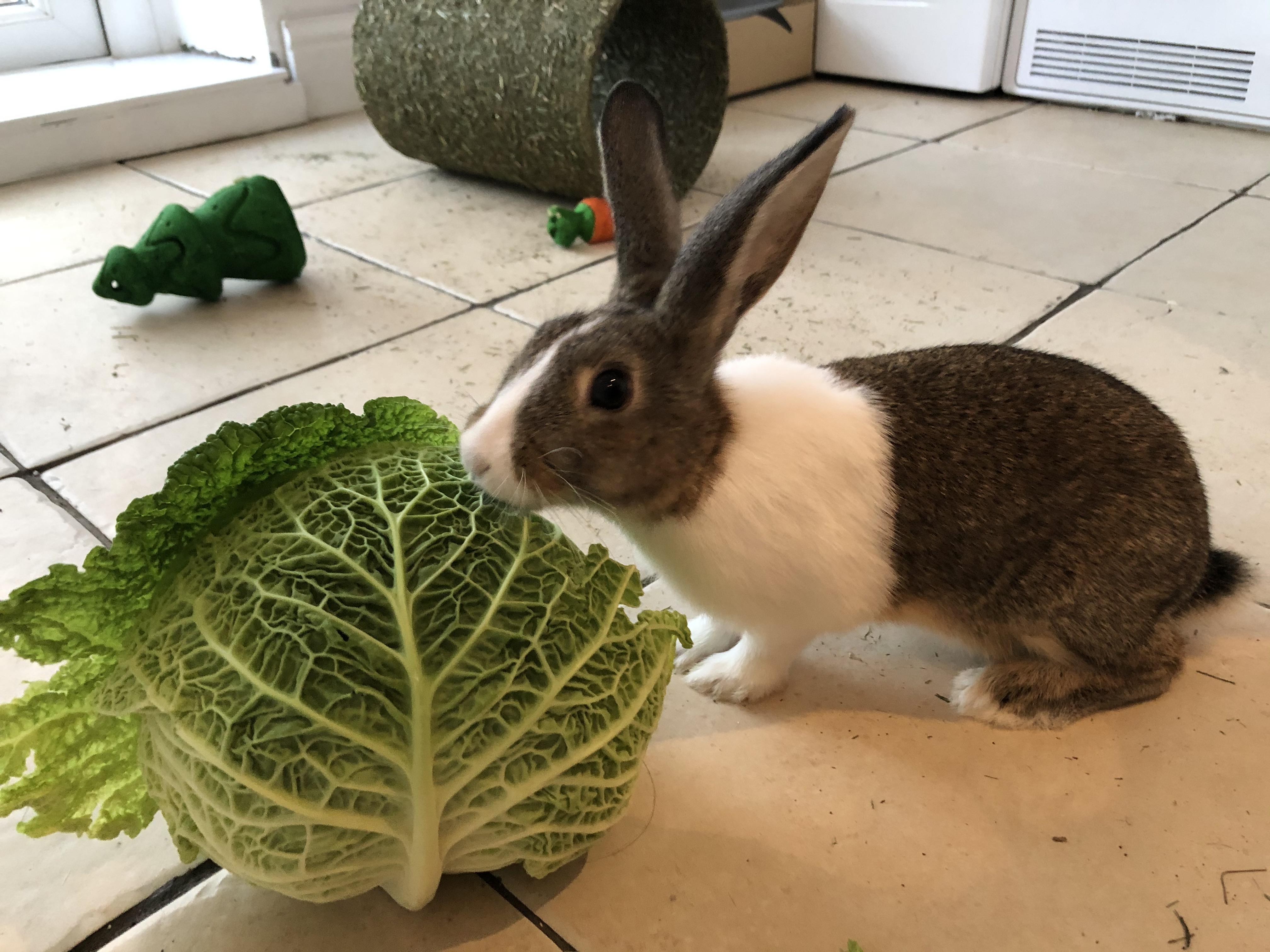 Regular sized cabbage tiny rabbit (She’s fully grown). r/aww