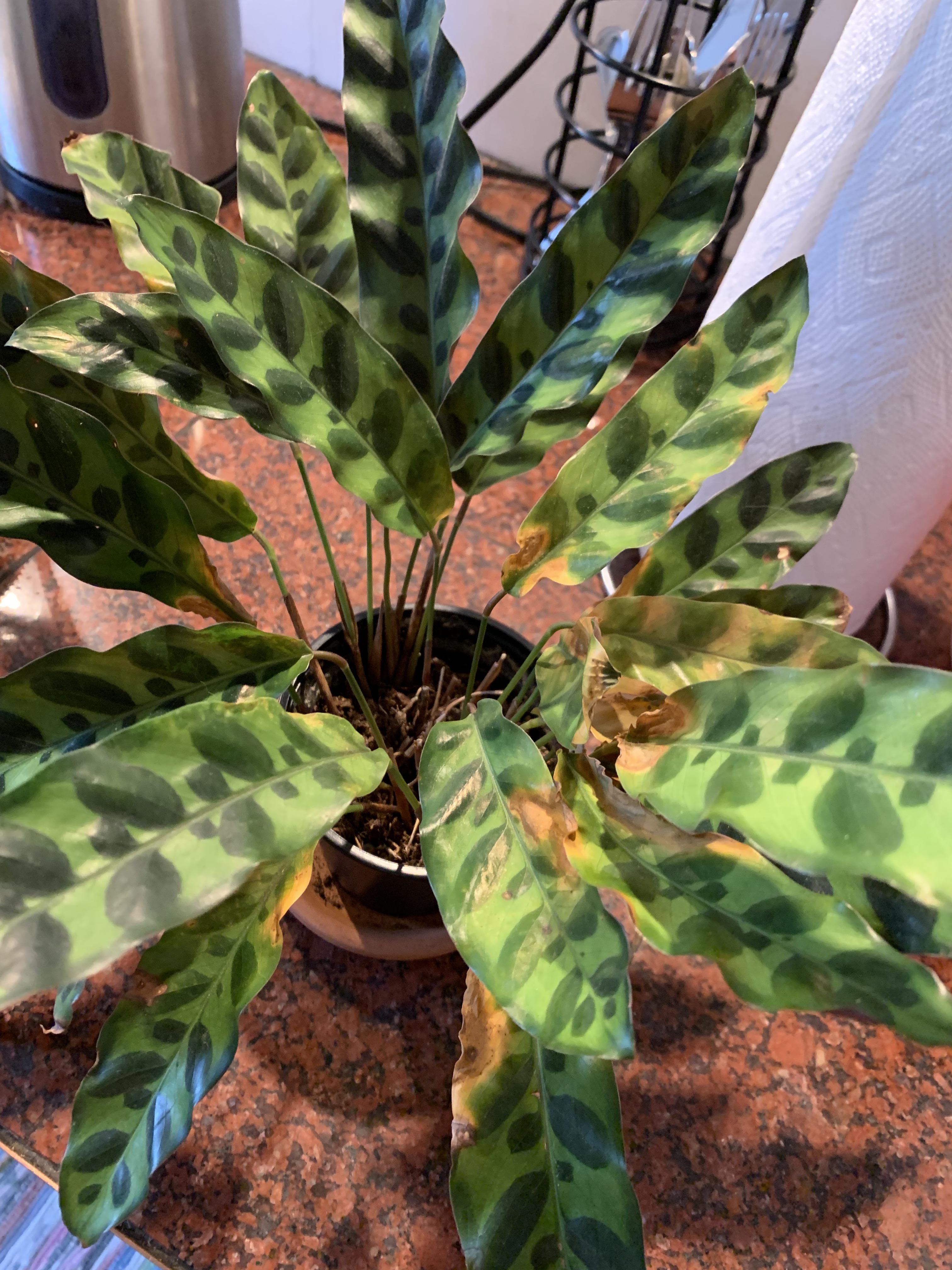 Please help my poor rattlesnake calathea!! Ive had it for a few years