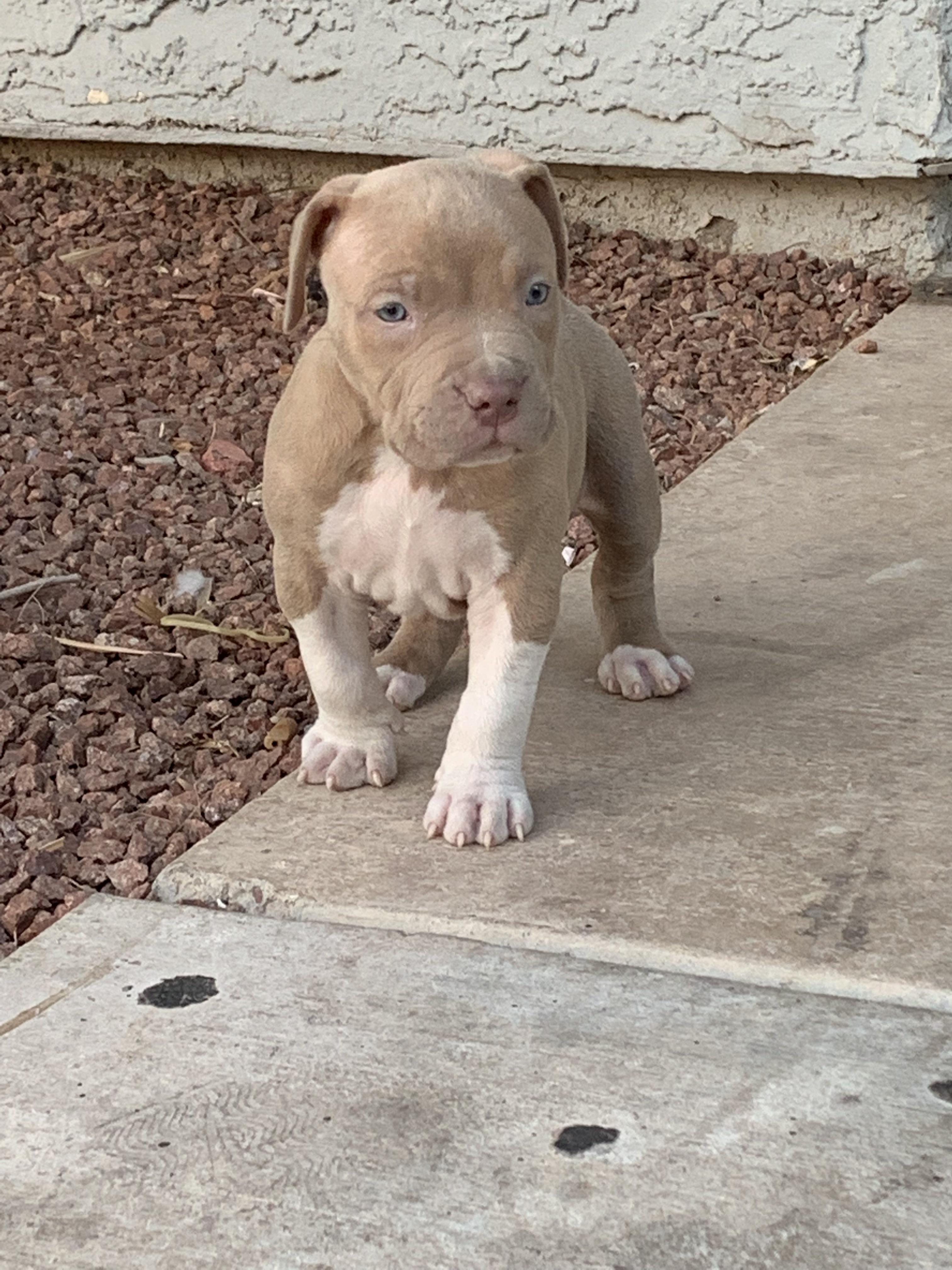 Fawn Blue Nose Pitbull Bully