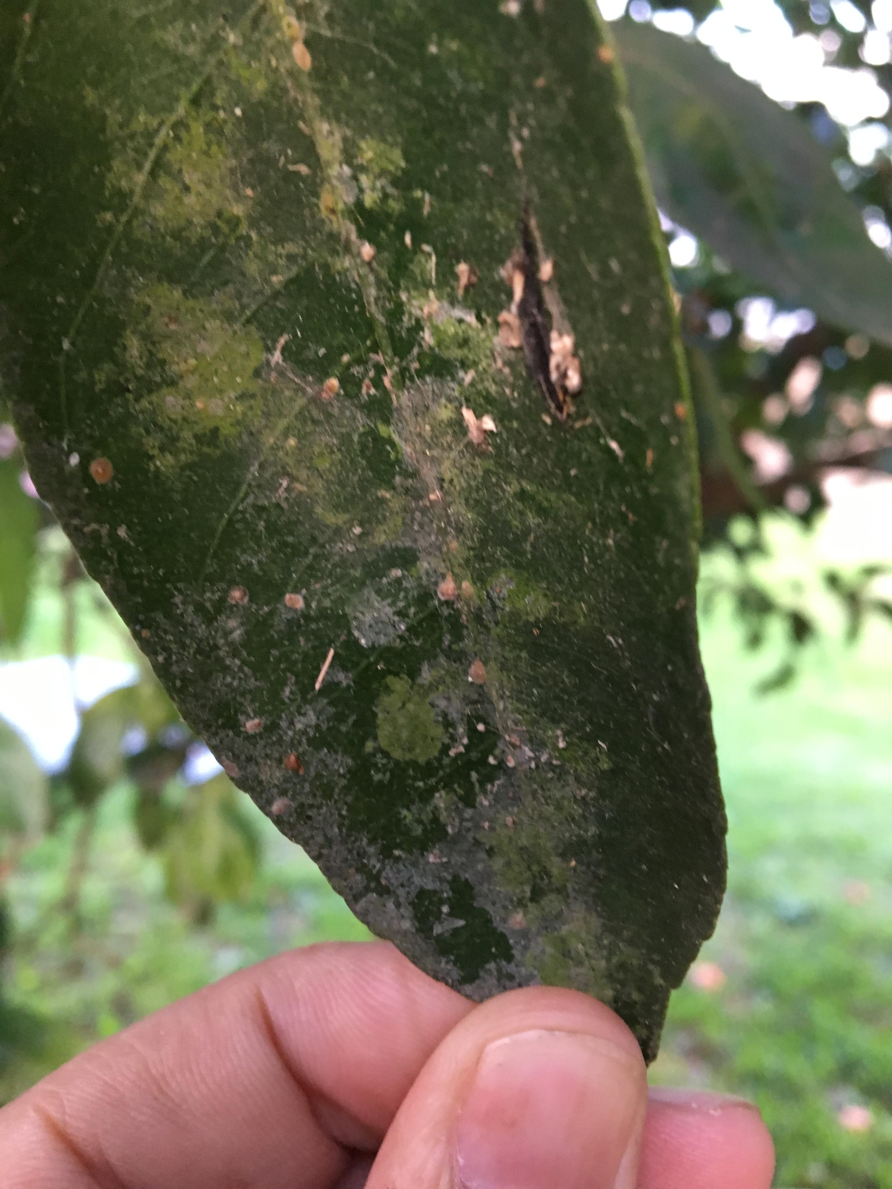 What's this on my satsuma tree? r/gardening