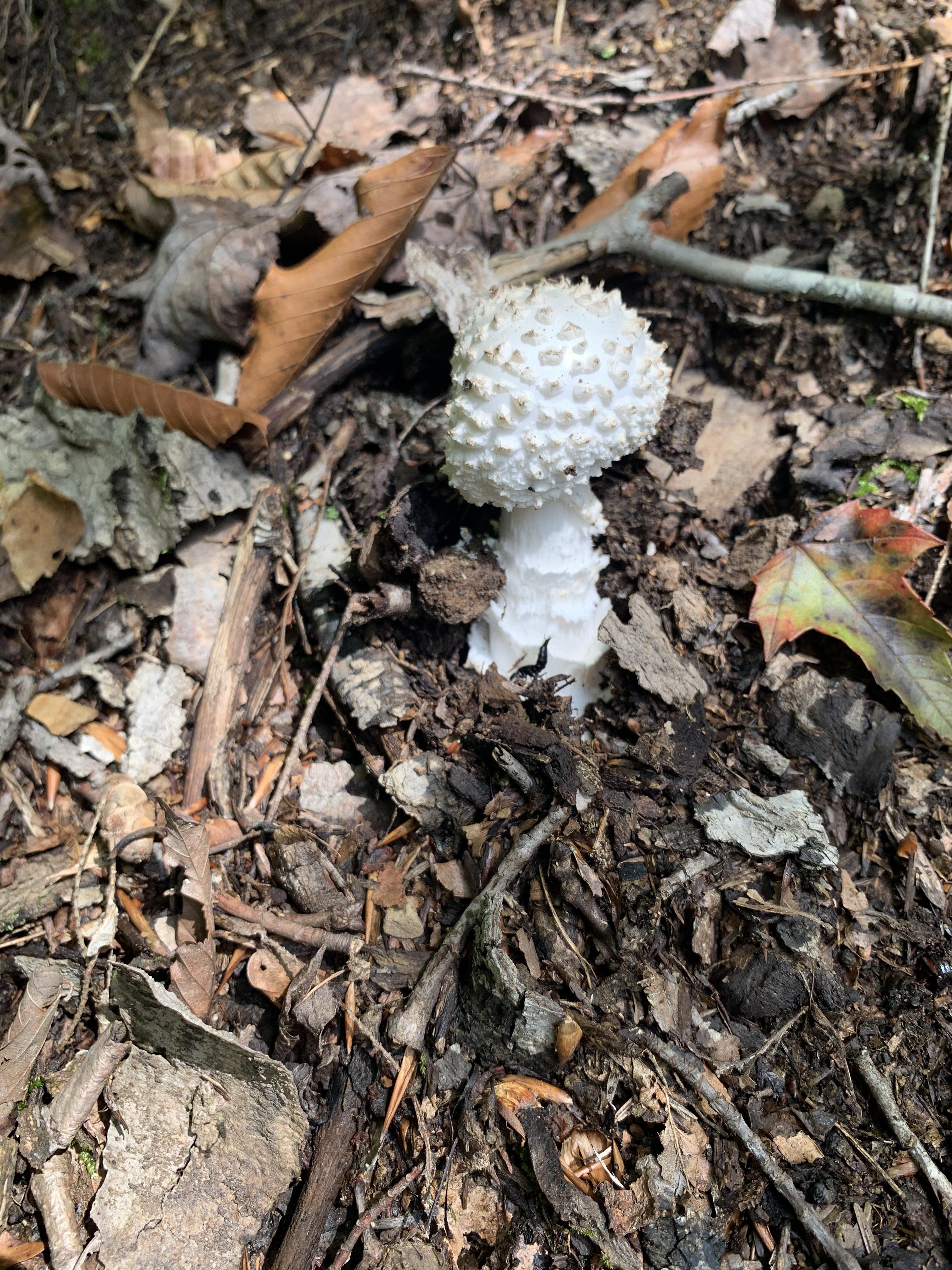 I found this outside on the hill, does anyone know what kind of