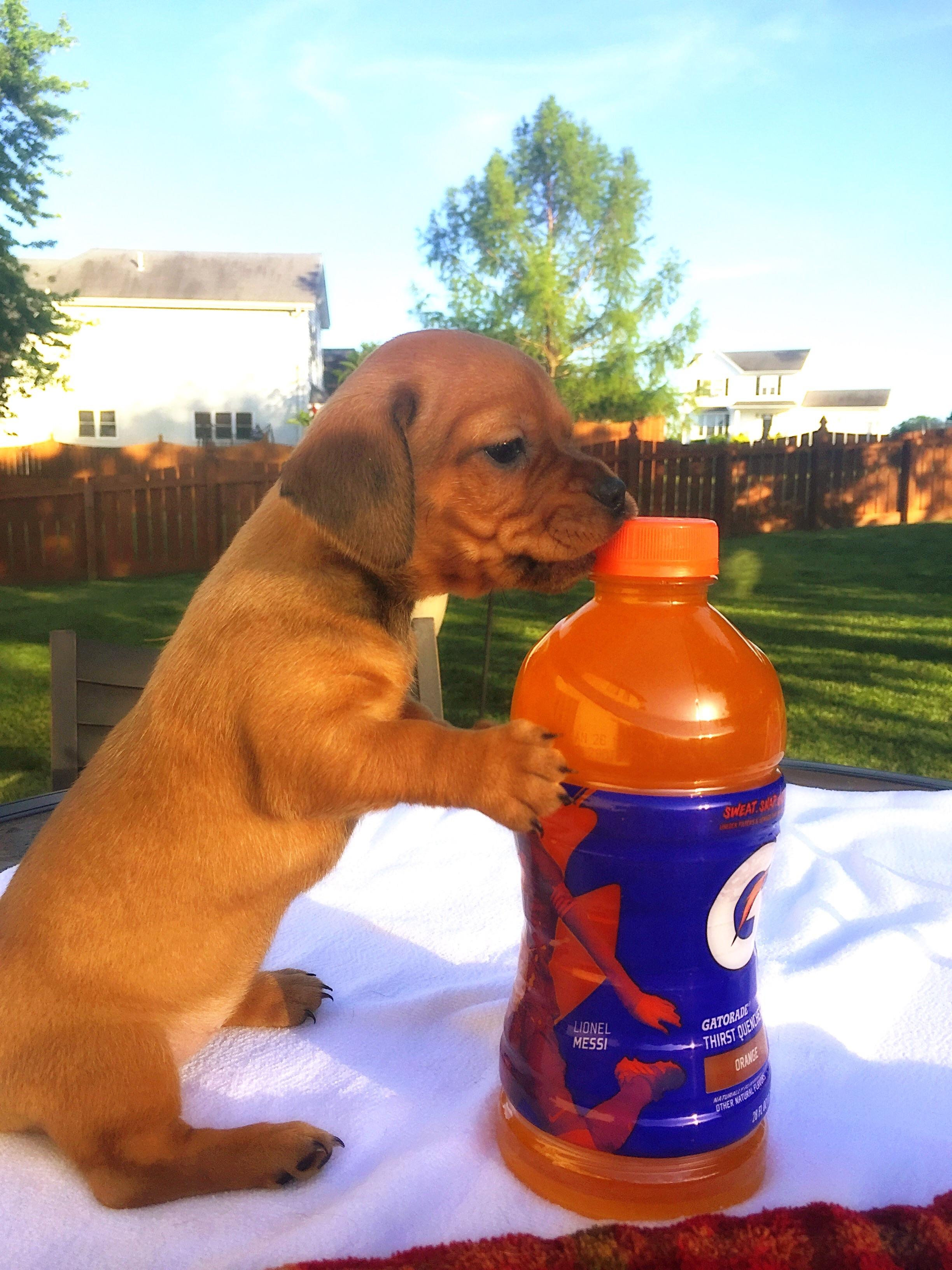 Can You Give Gatorade To A Dog