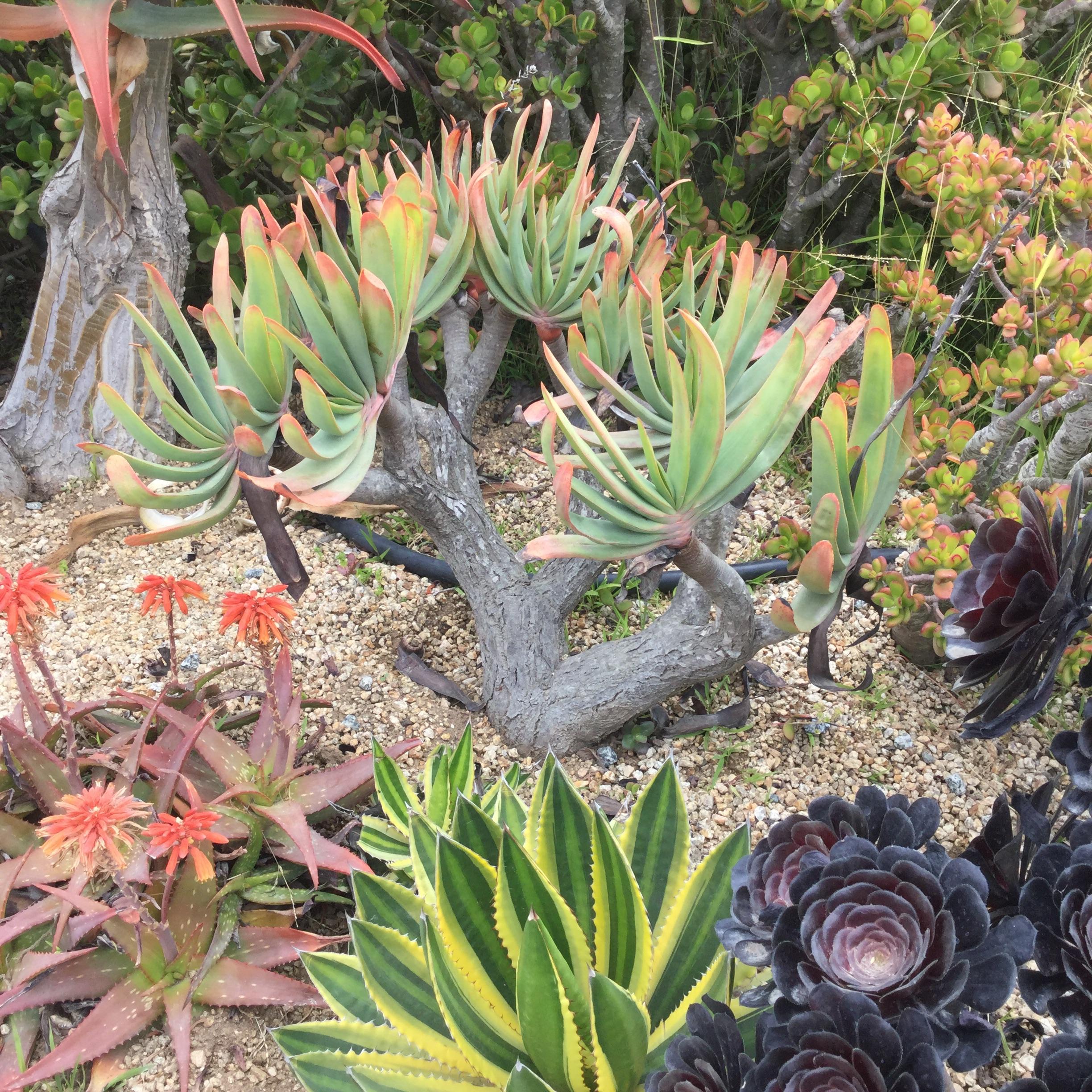 Giant Fan Aloe r/succulents