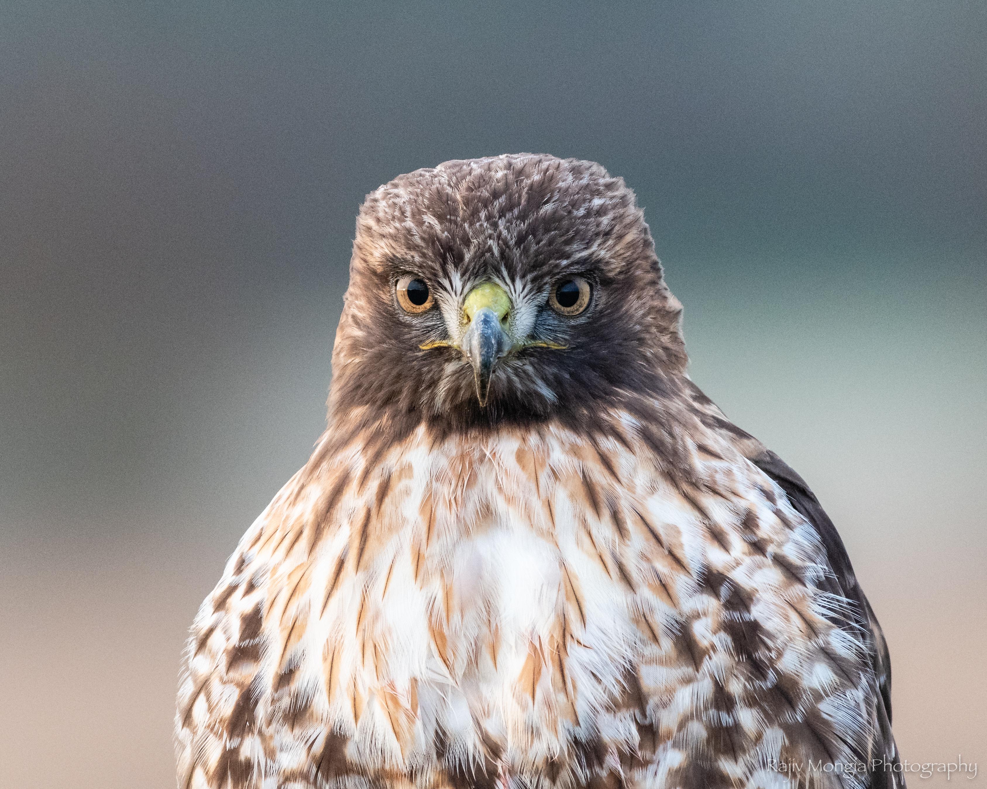 Looking a redtailed hawk in the eyes is quite intimidating — Nikon